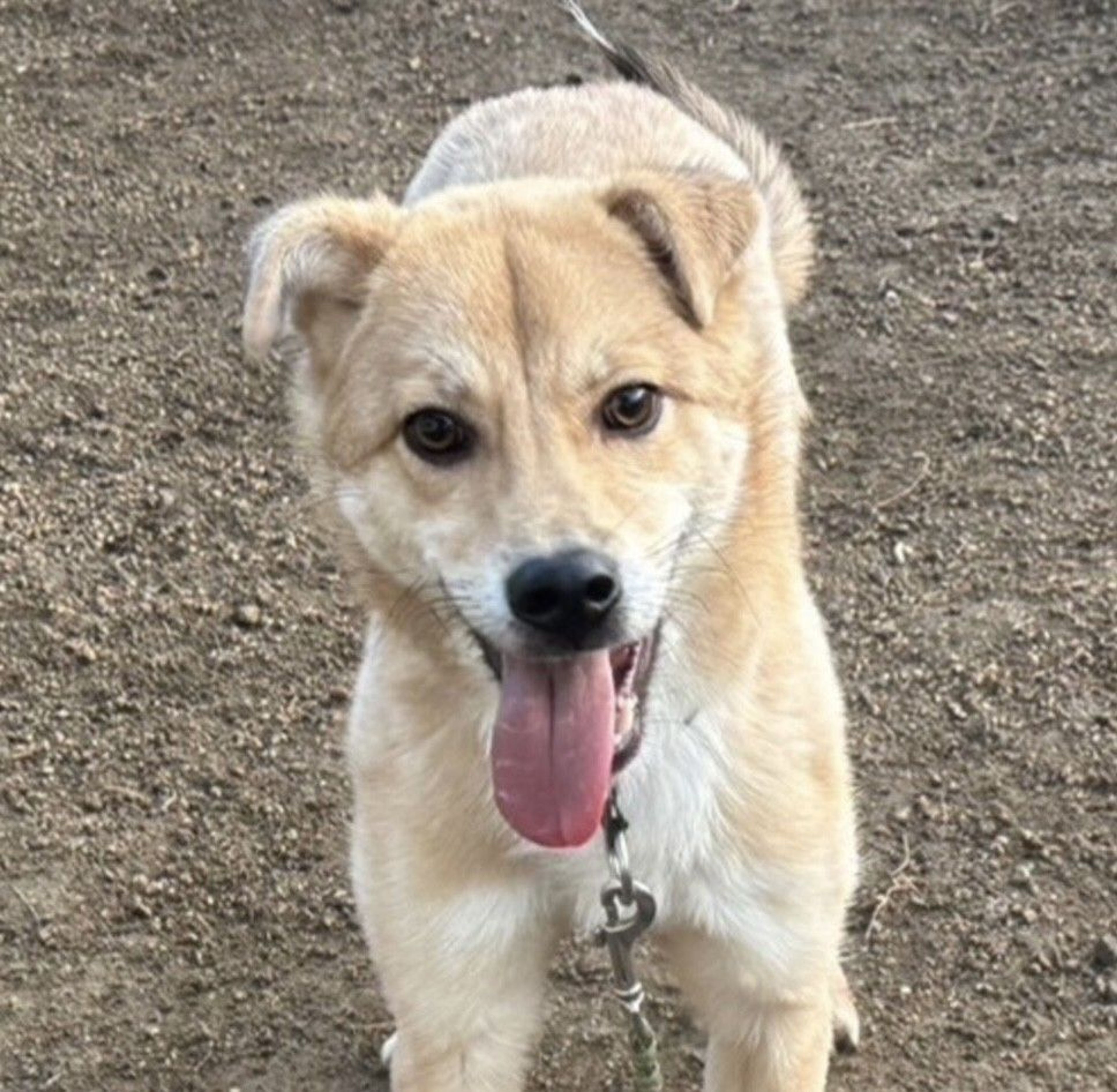 雑種（ミックス犬）・オスの里親募集の写真