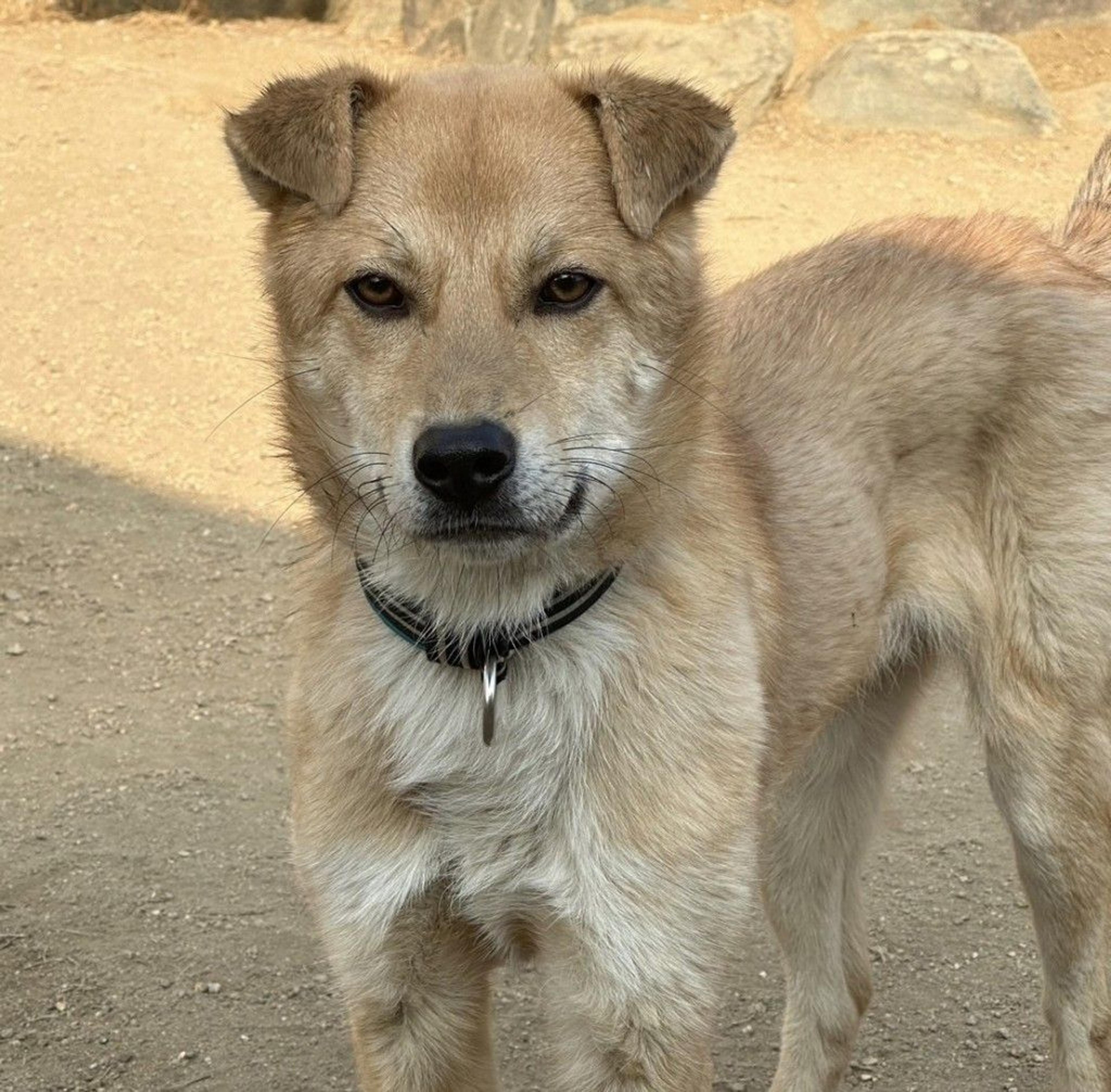 pet-image-2