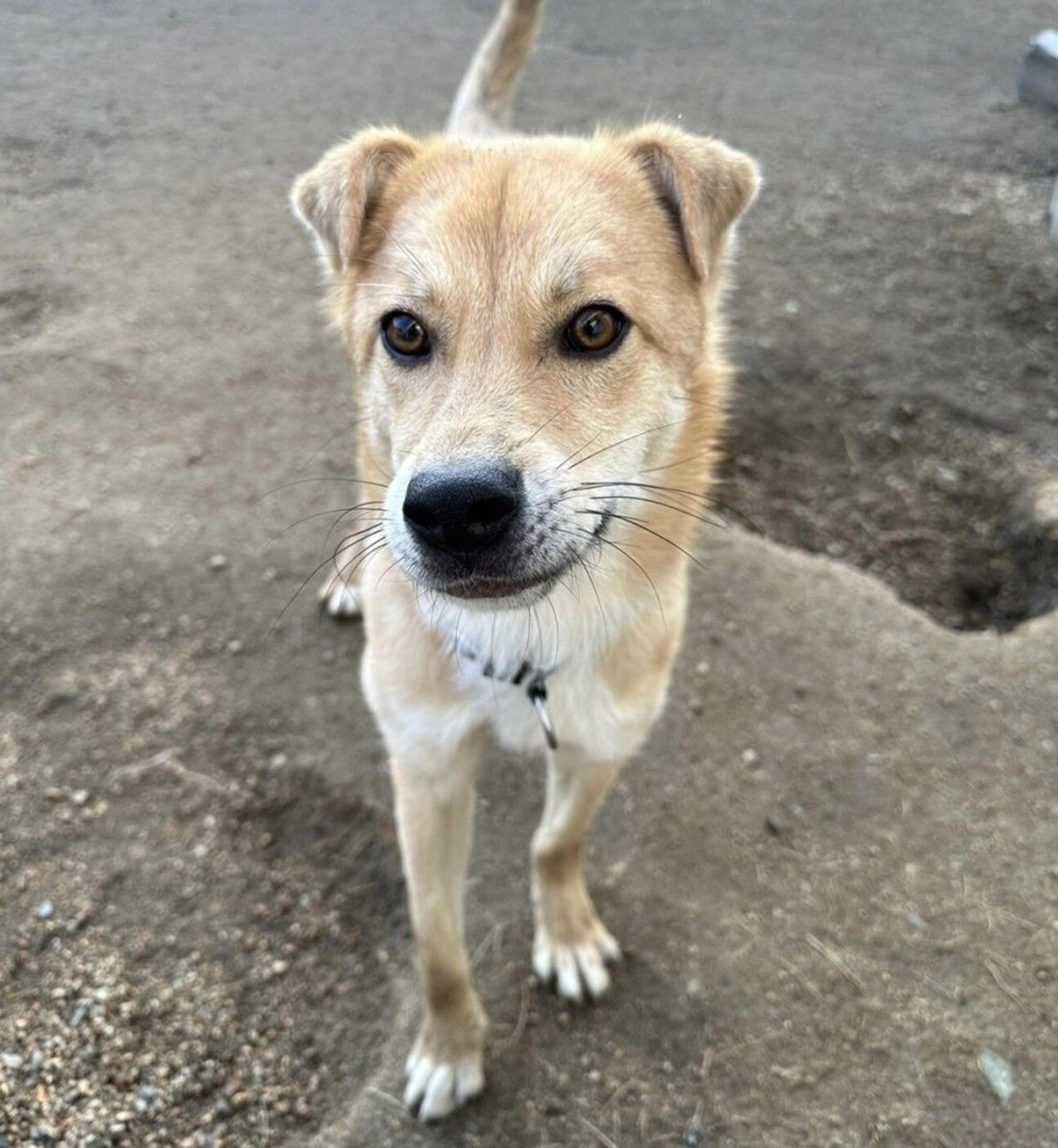 pet-image-4