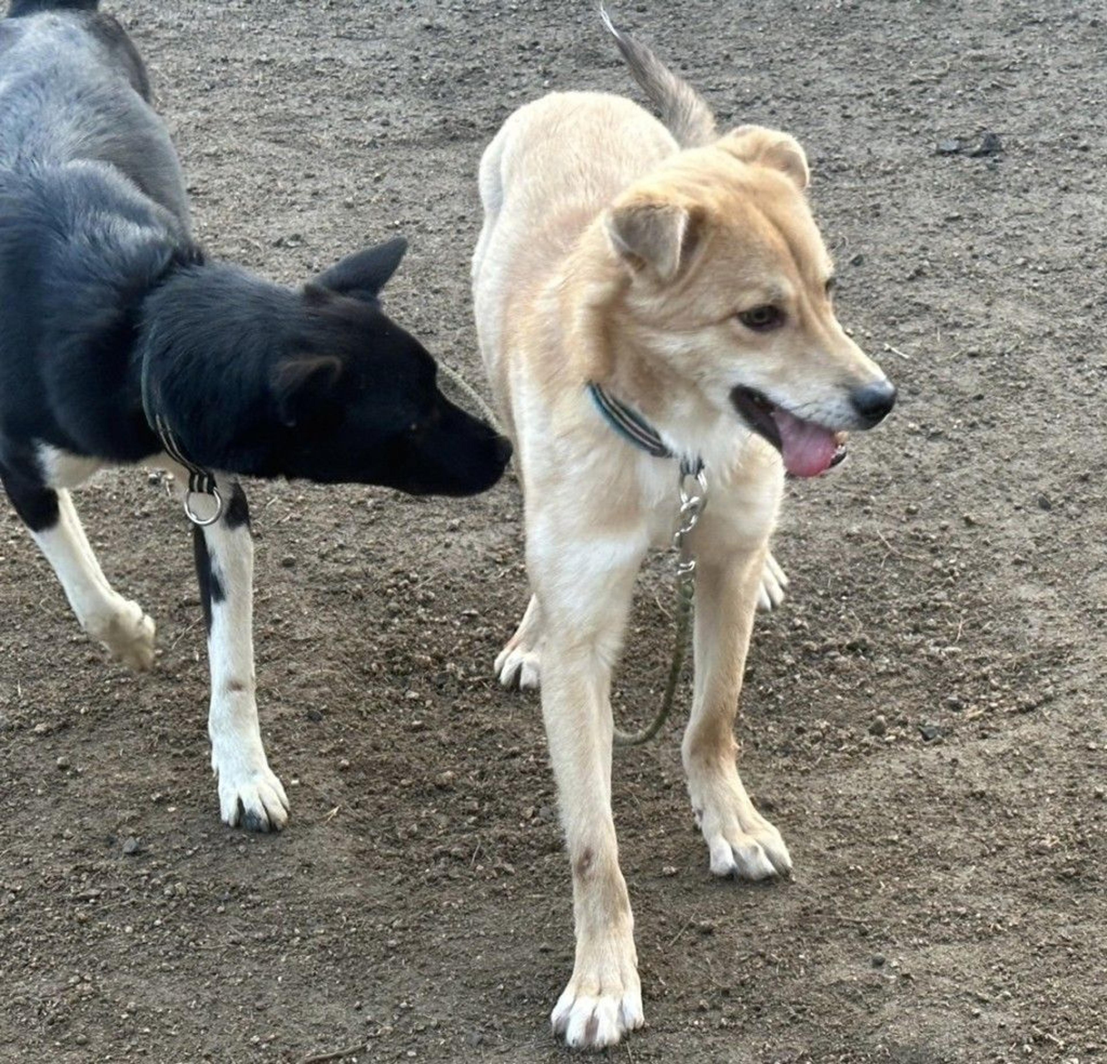 pet-image-6