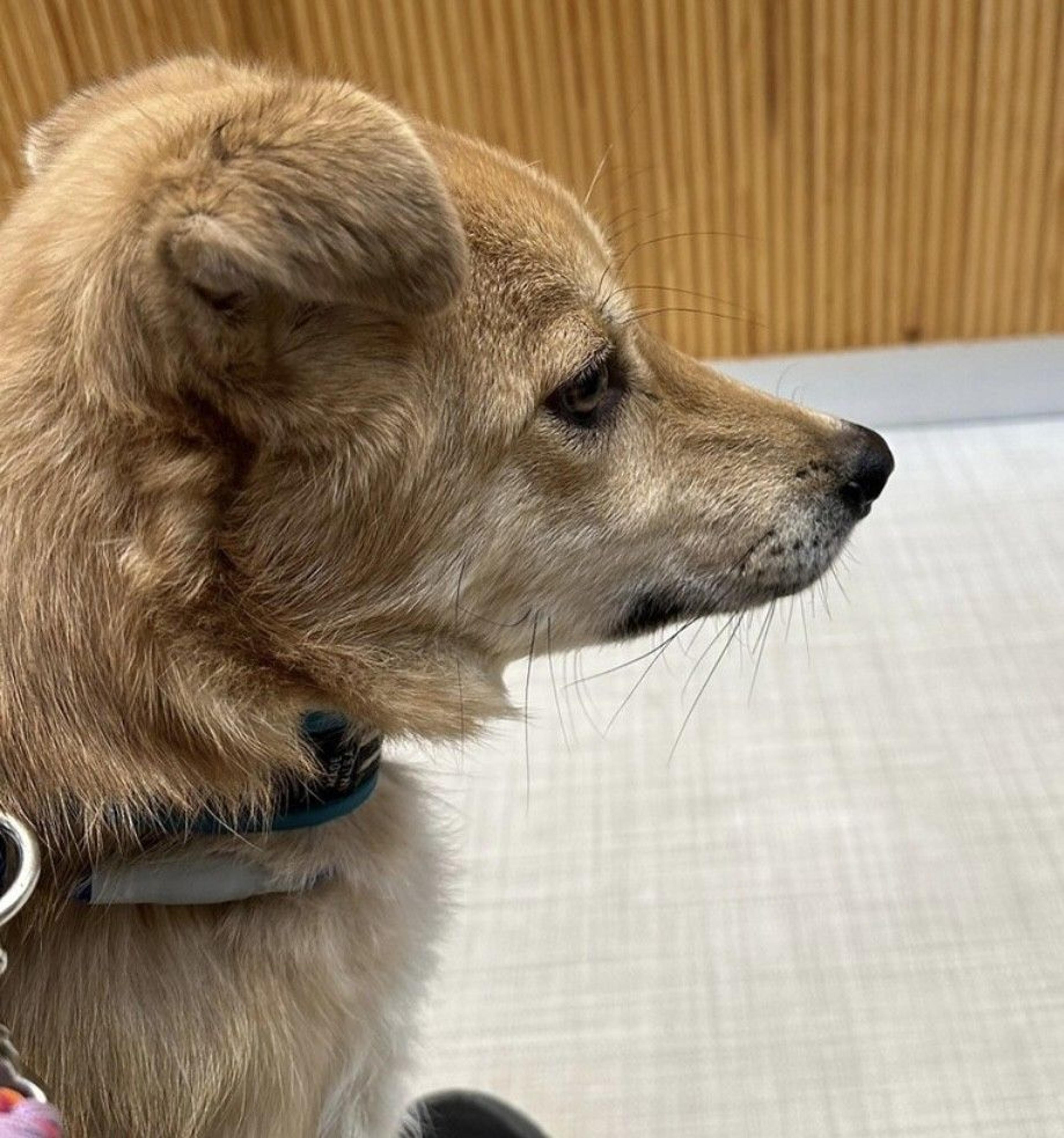 pet-image-8