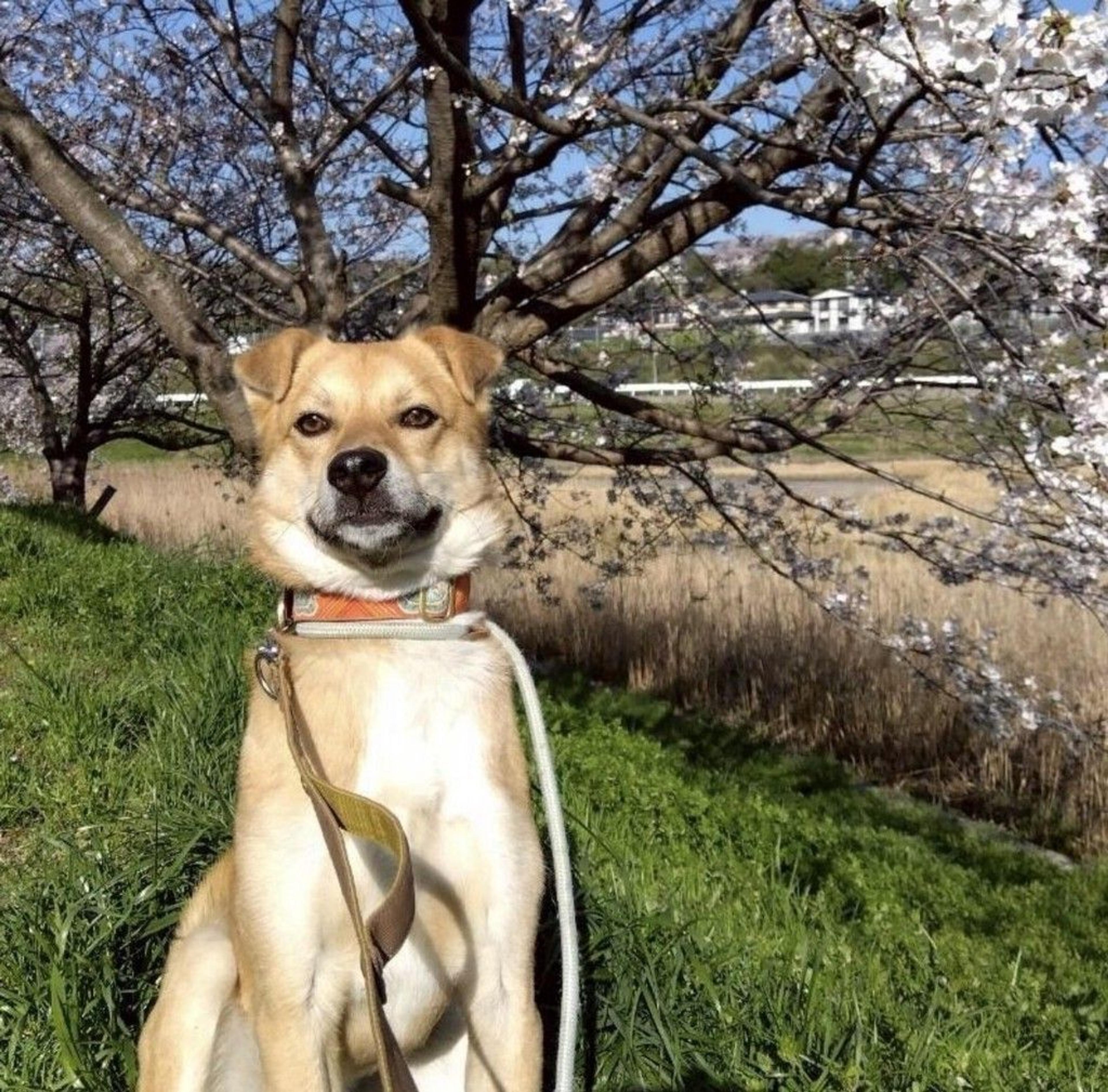 pet-image-9