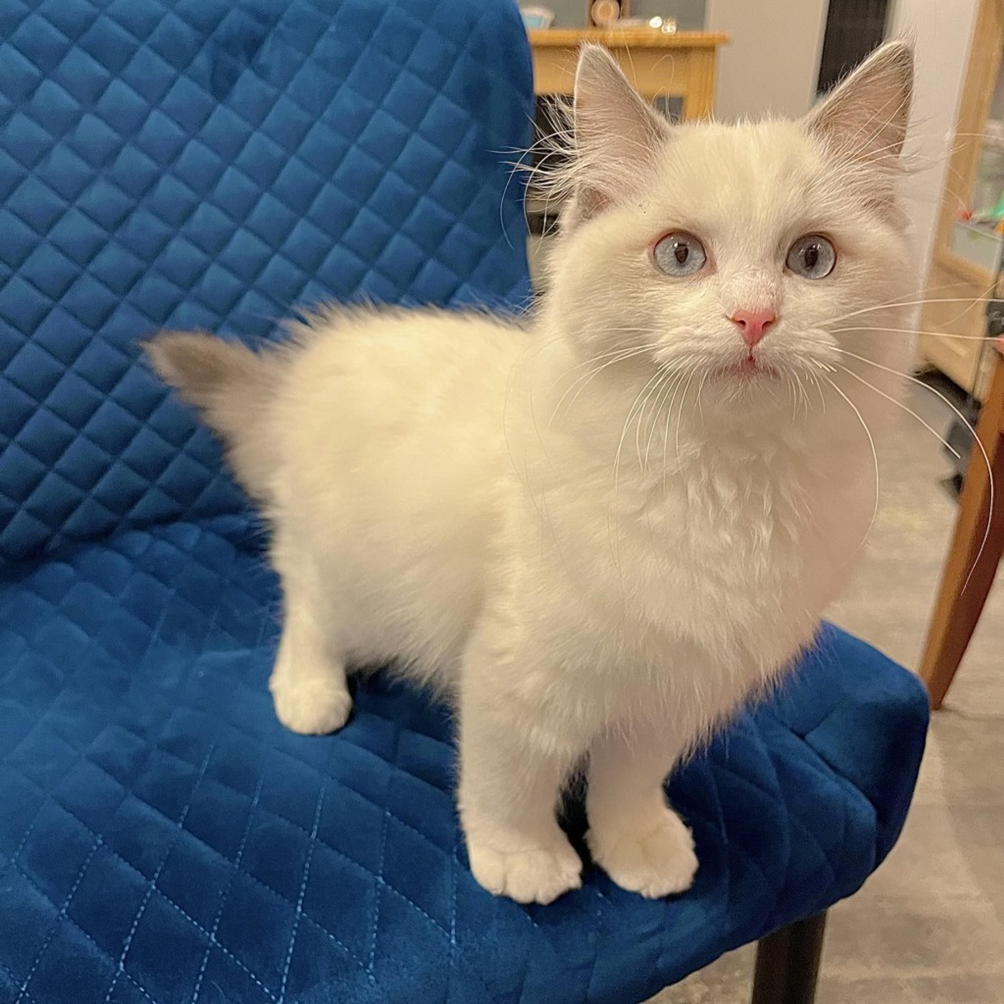pet-image-3