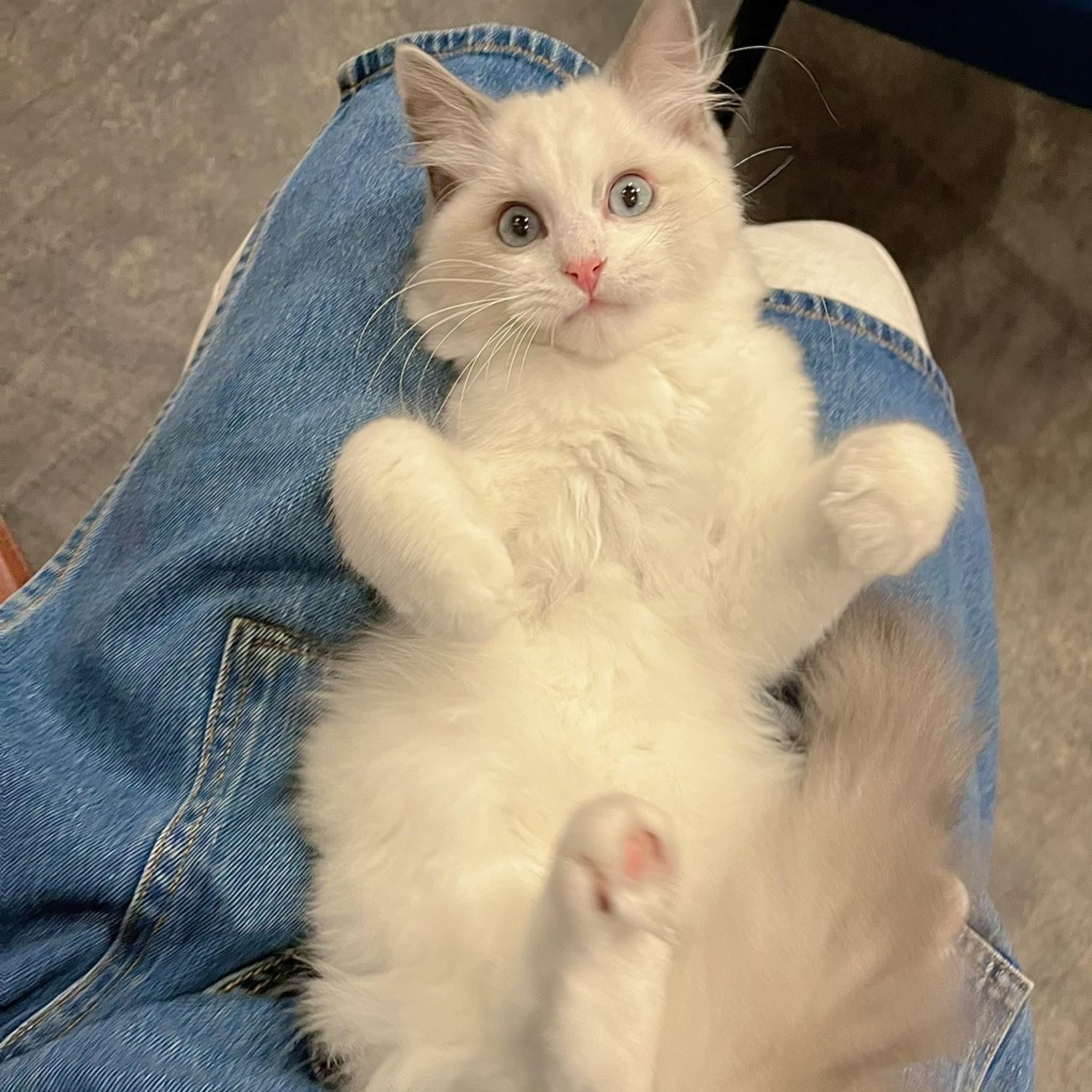 pet-image-4