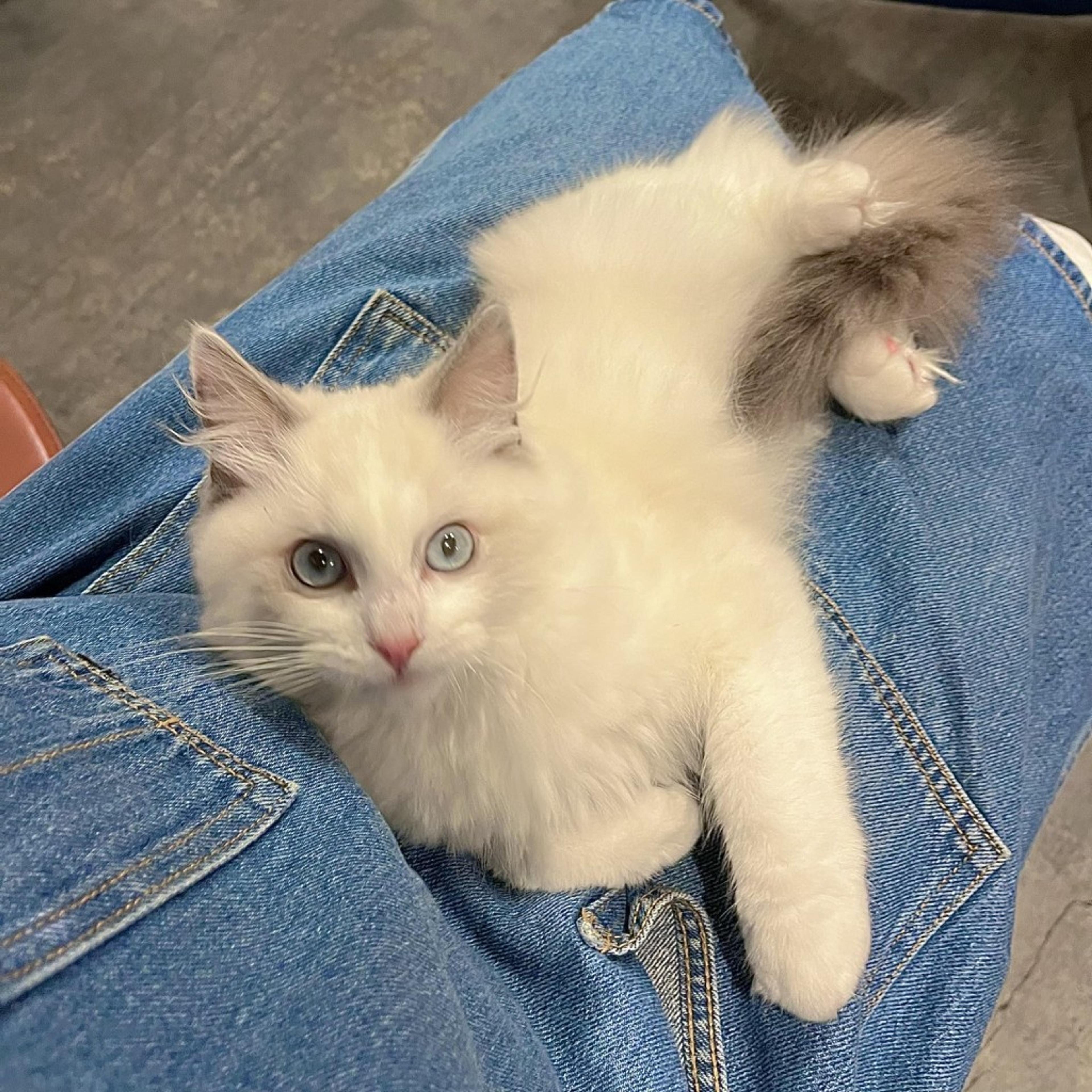 pet-image-5