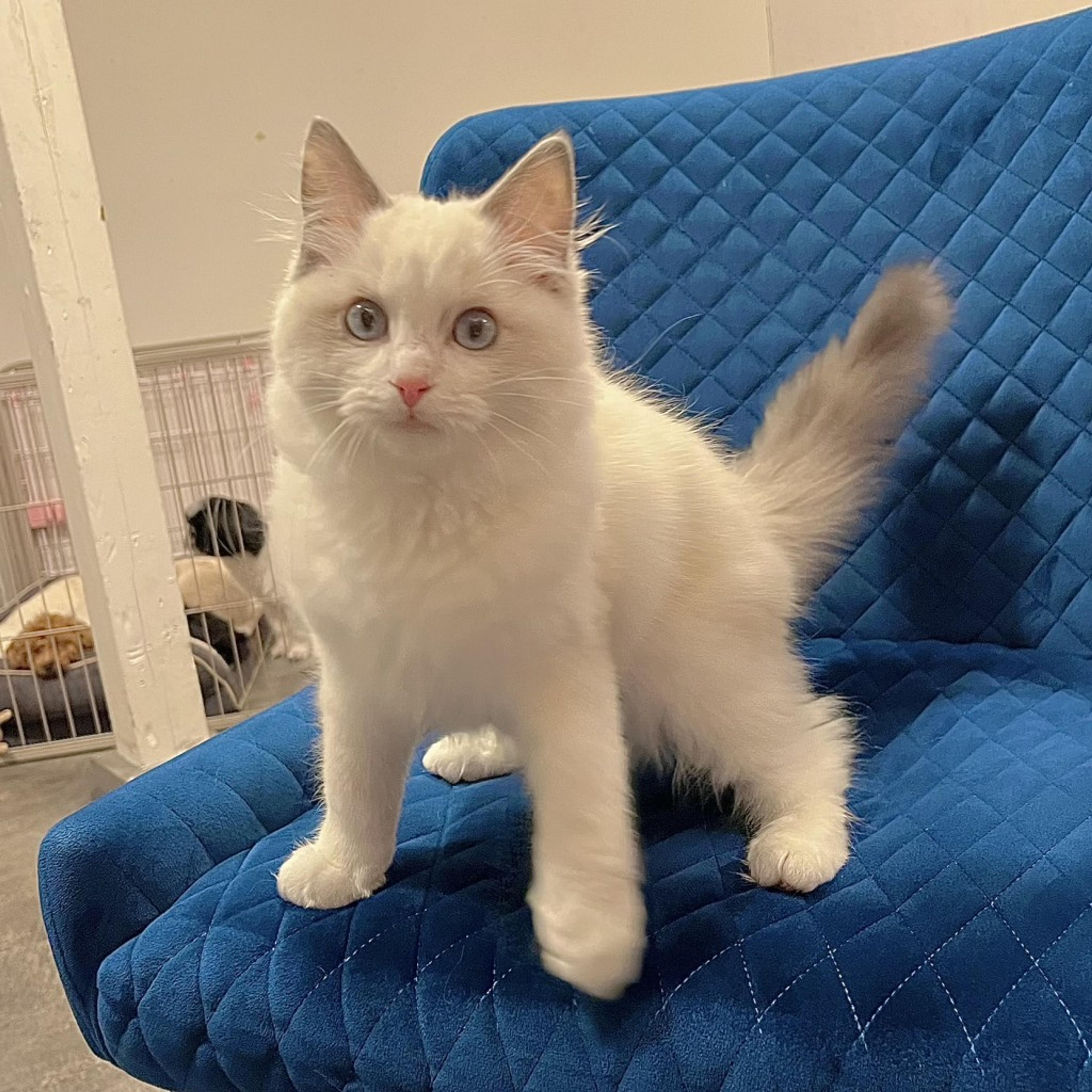 pet-image-6