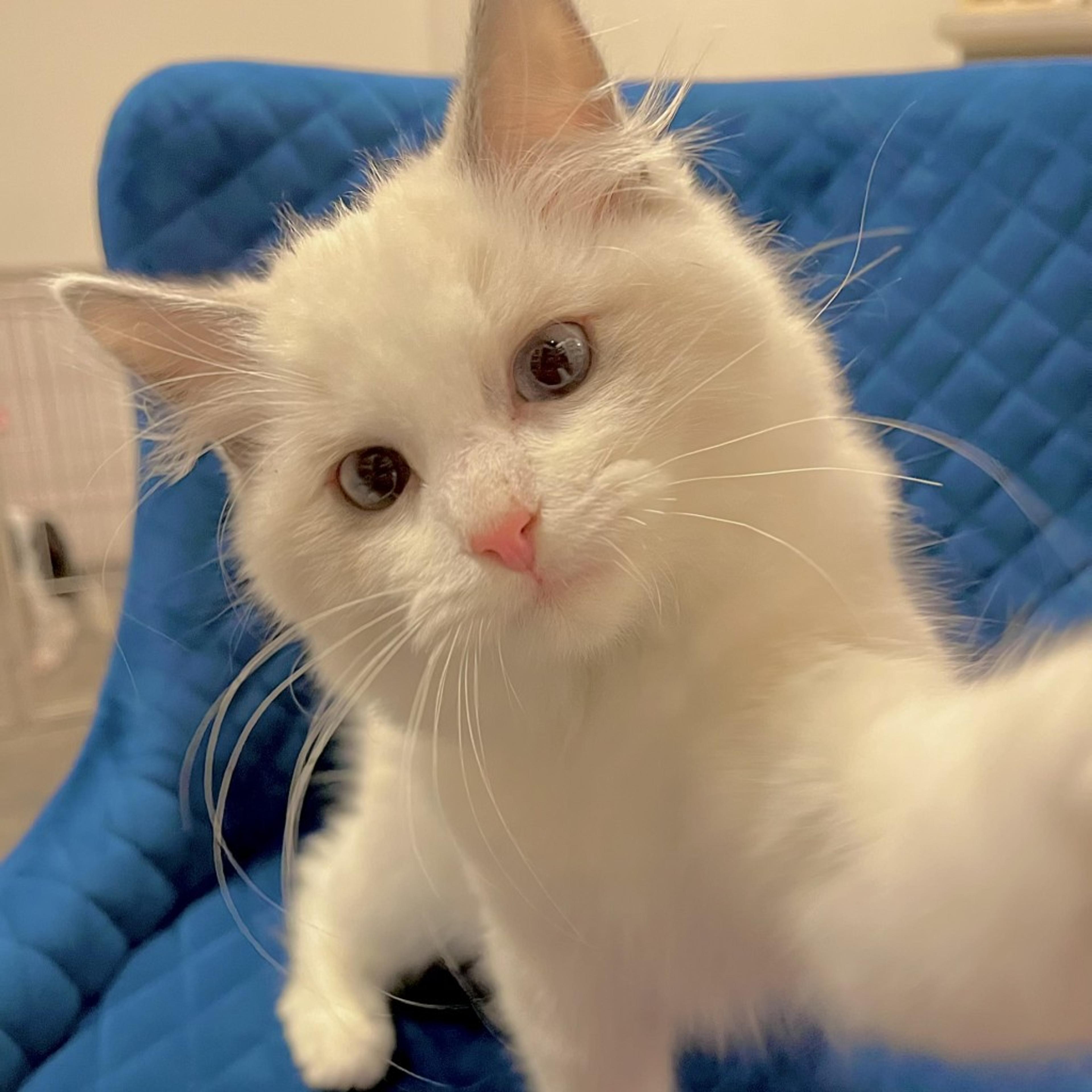 pet-image-7