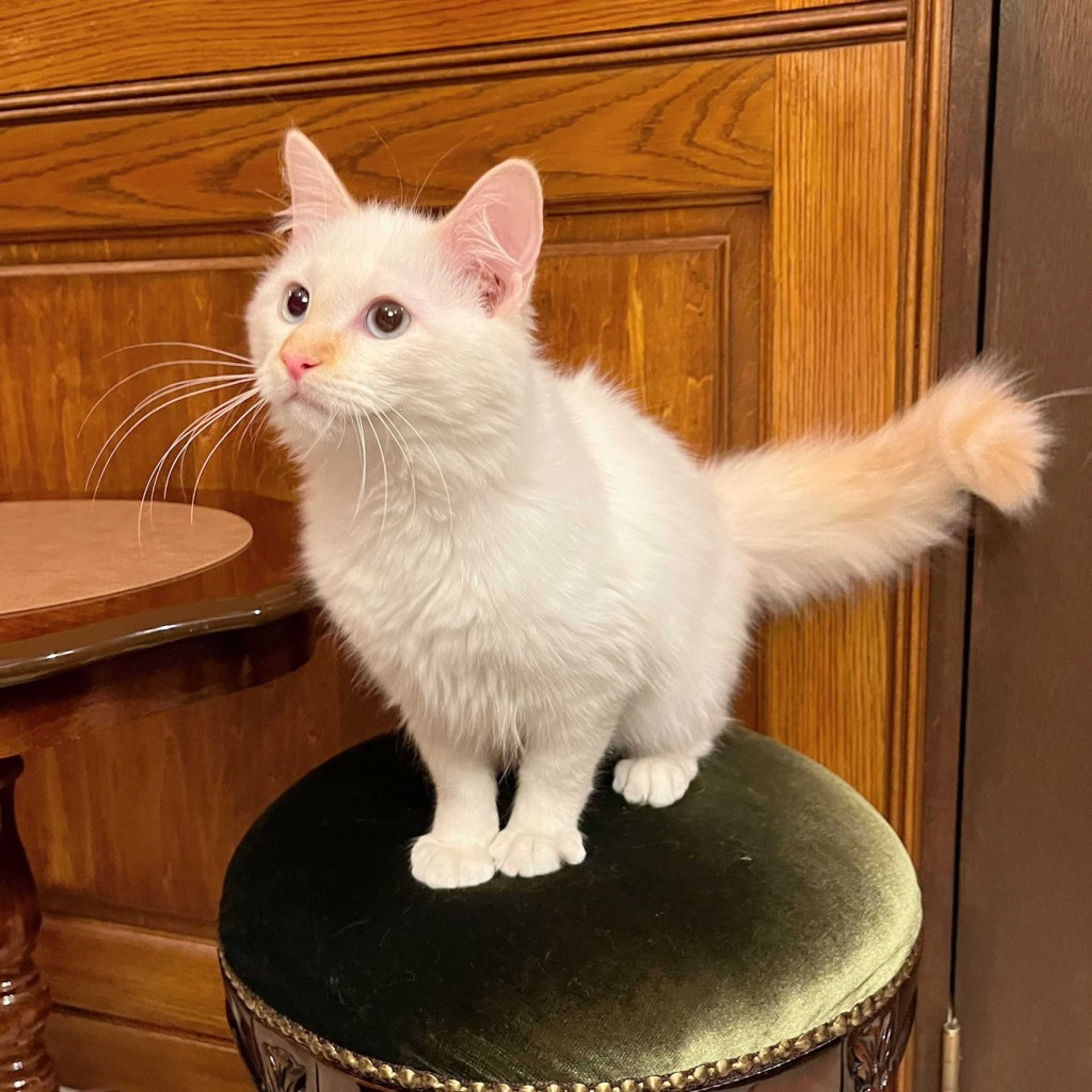 pet-image-5