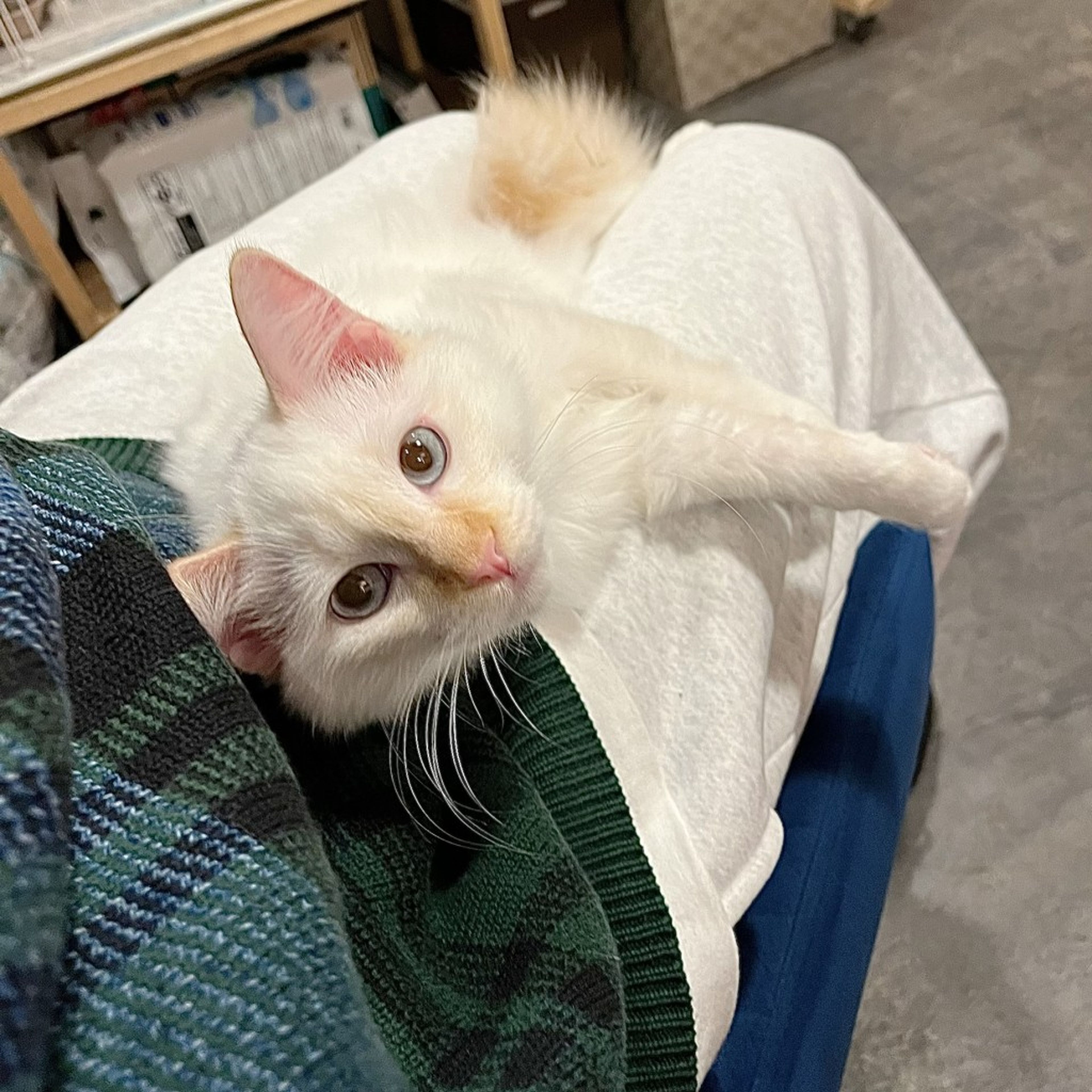 pet-image-4