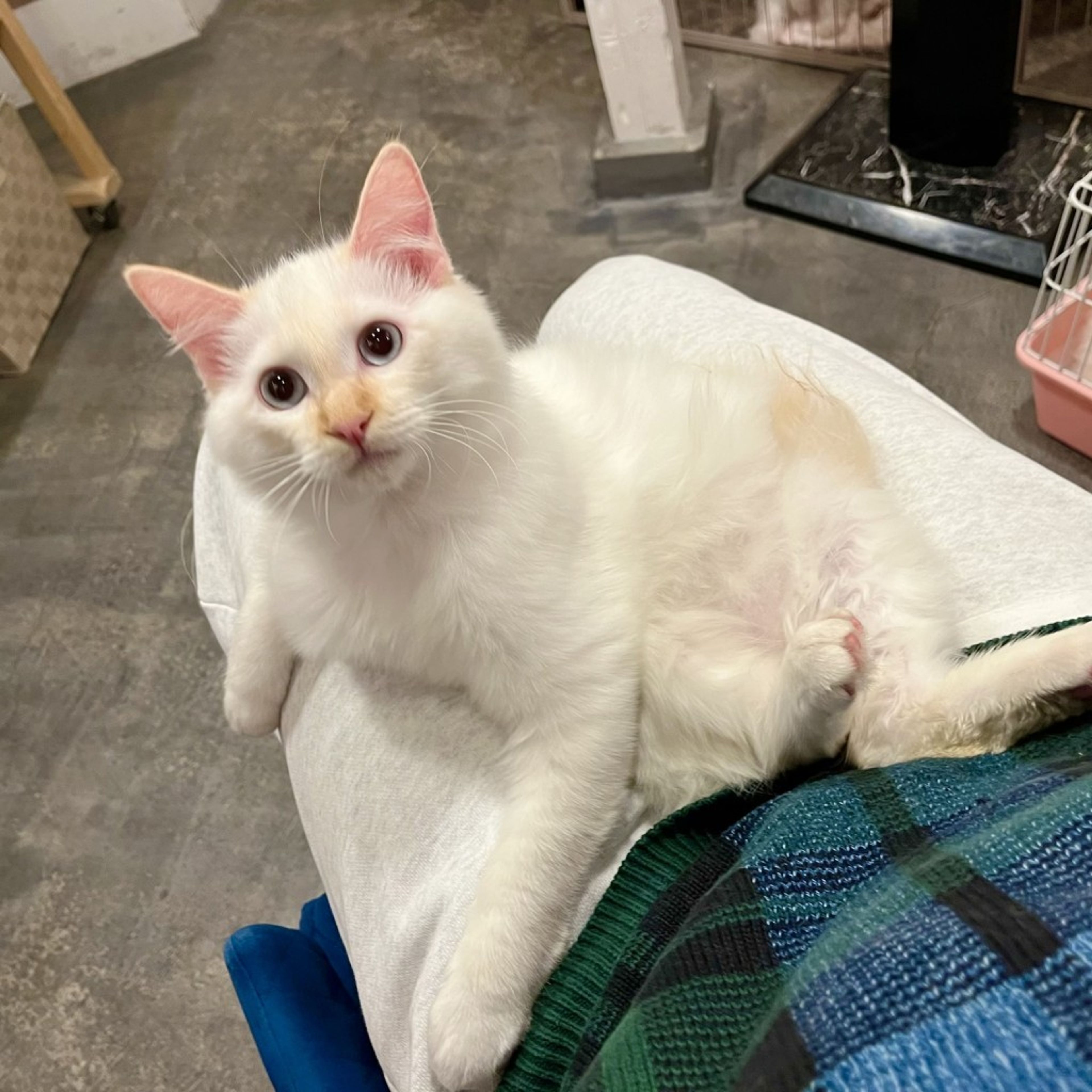 pet-image-6