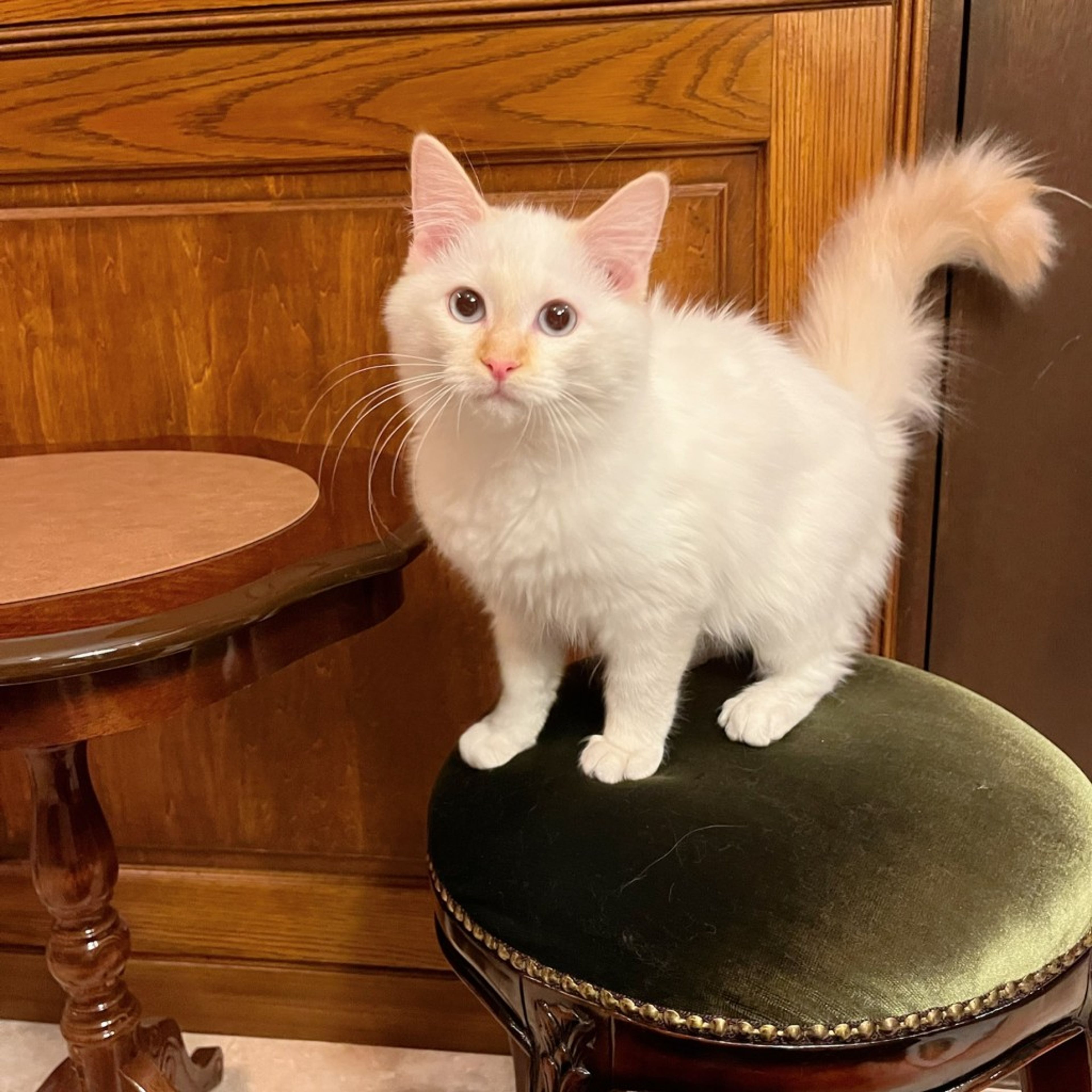 pet-image-8
