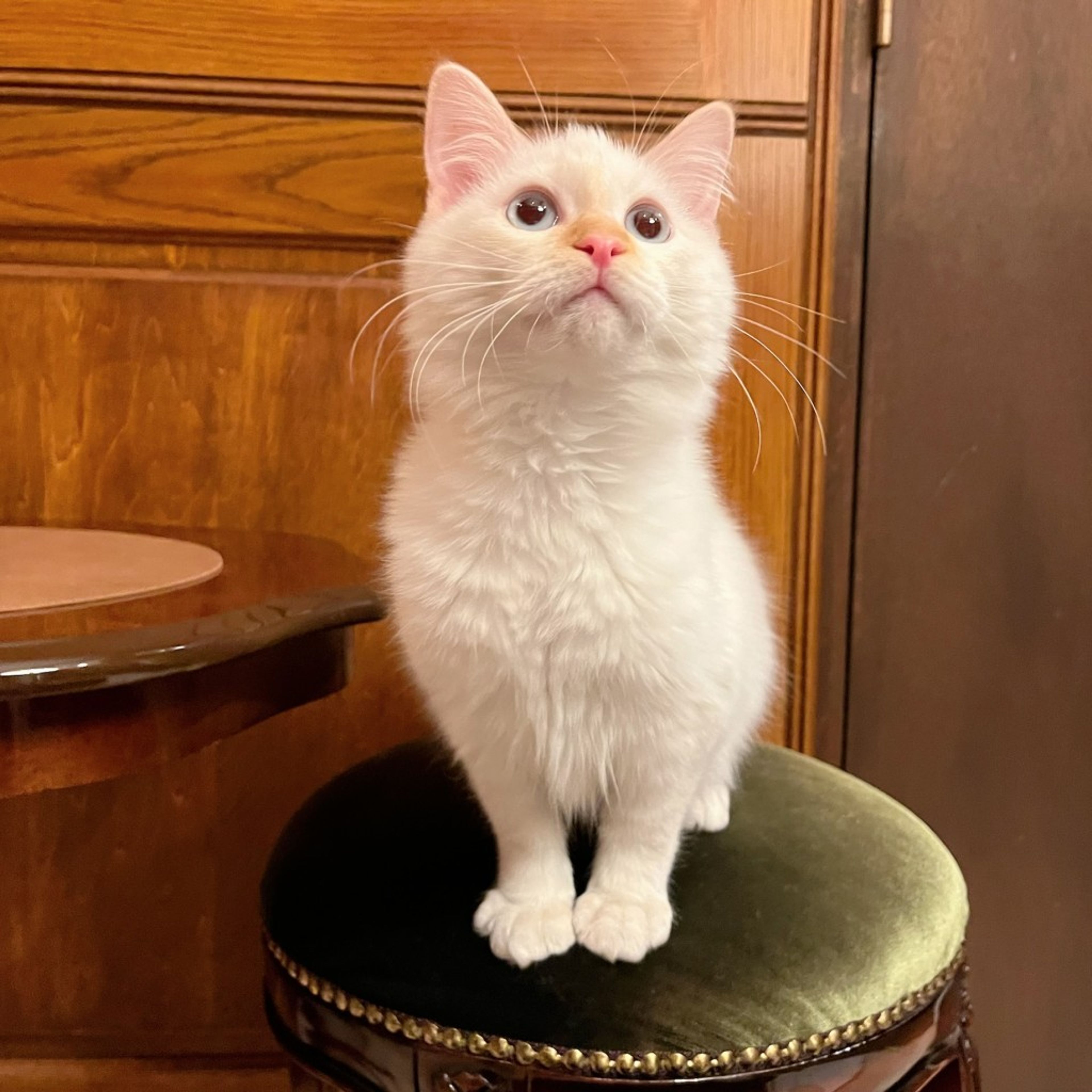 pet-image-9