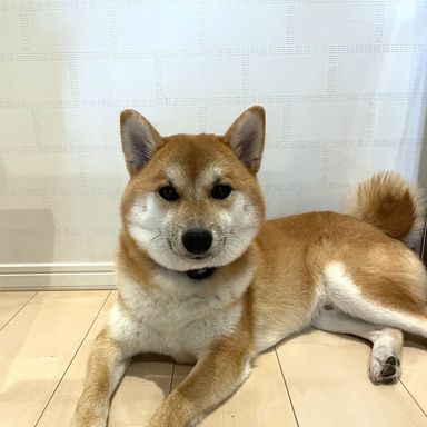 柴犬の男の子たいぞう君