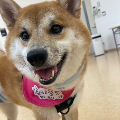 柴犬の男の子たいぞう君