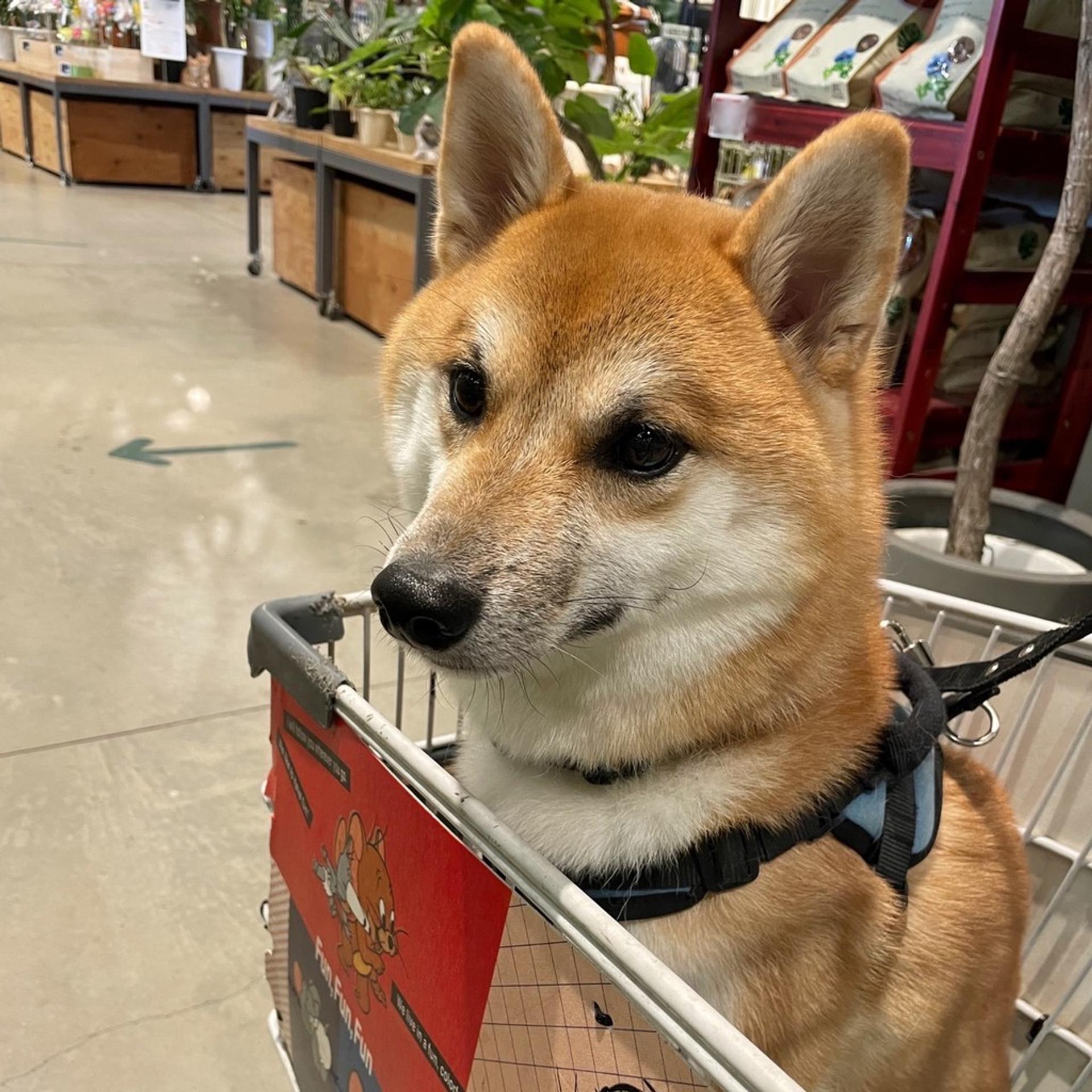 pet-image-3