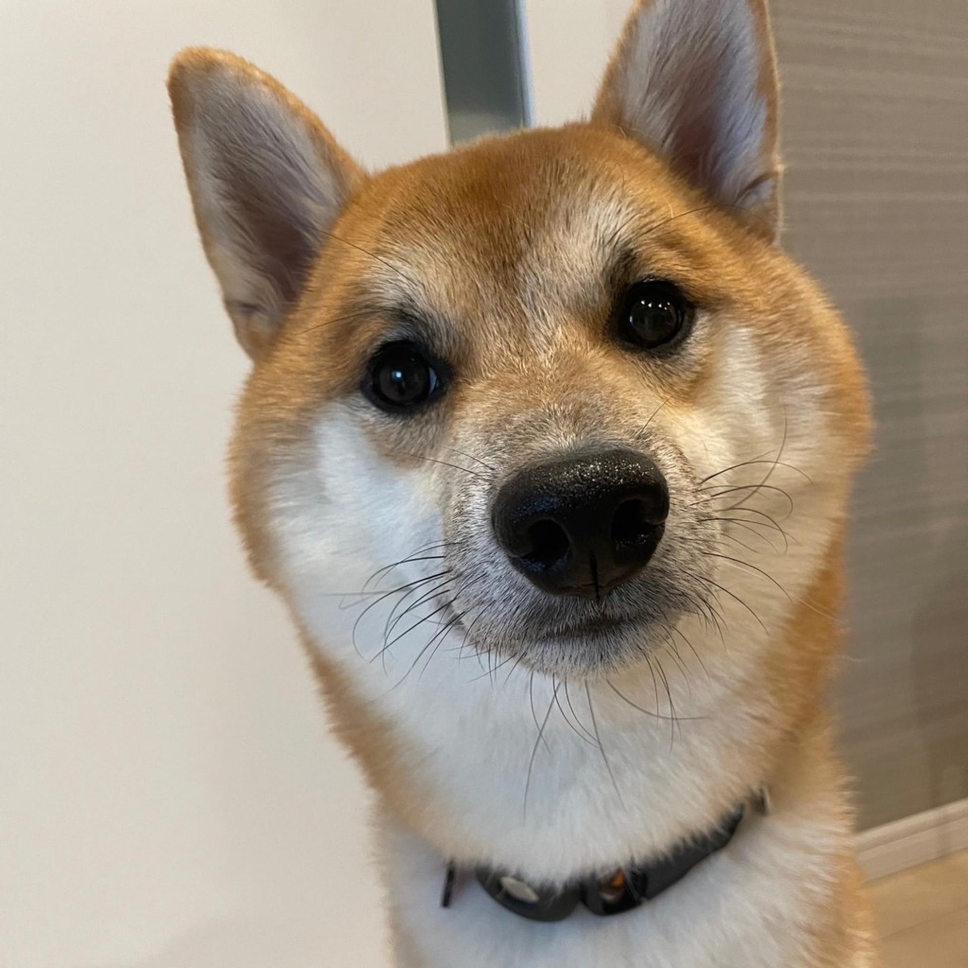 pet-image-5