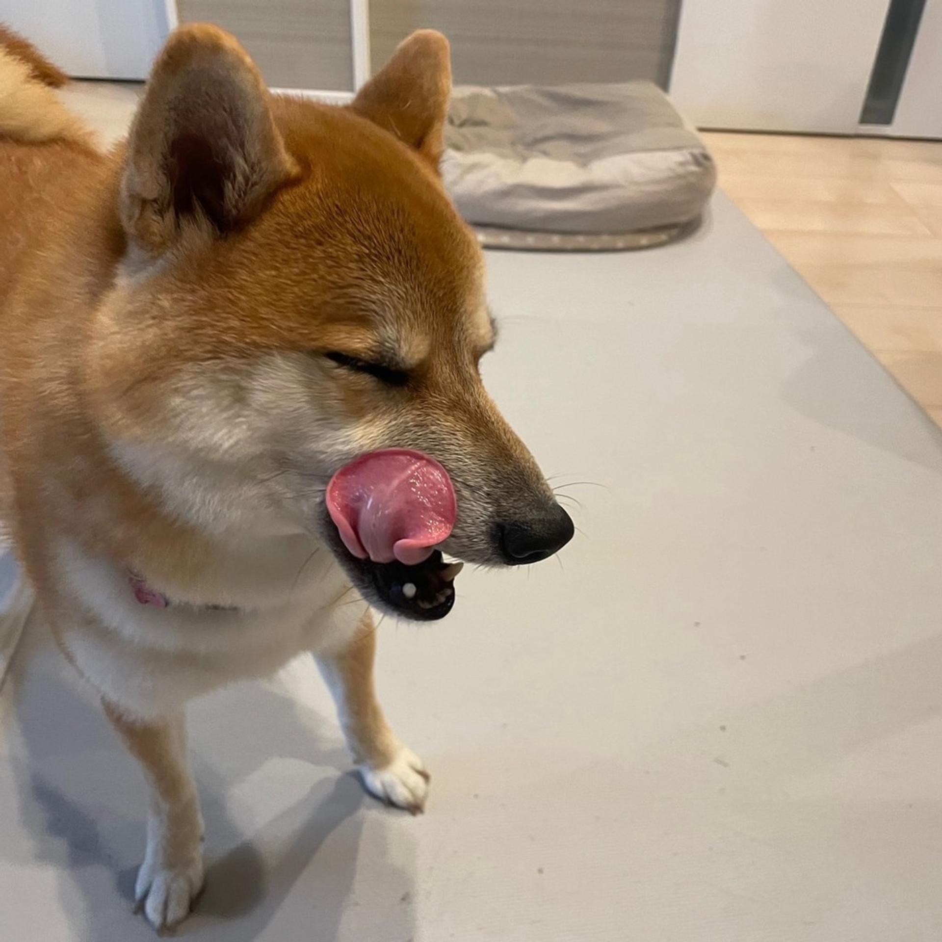pet-image-4