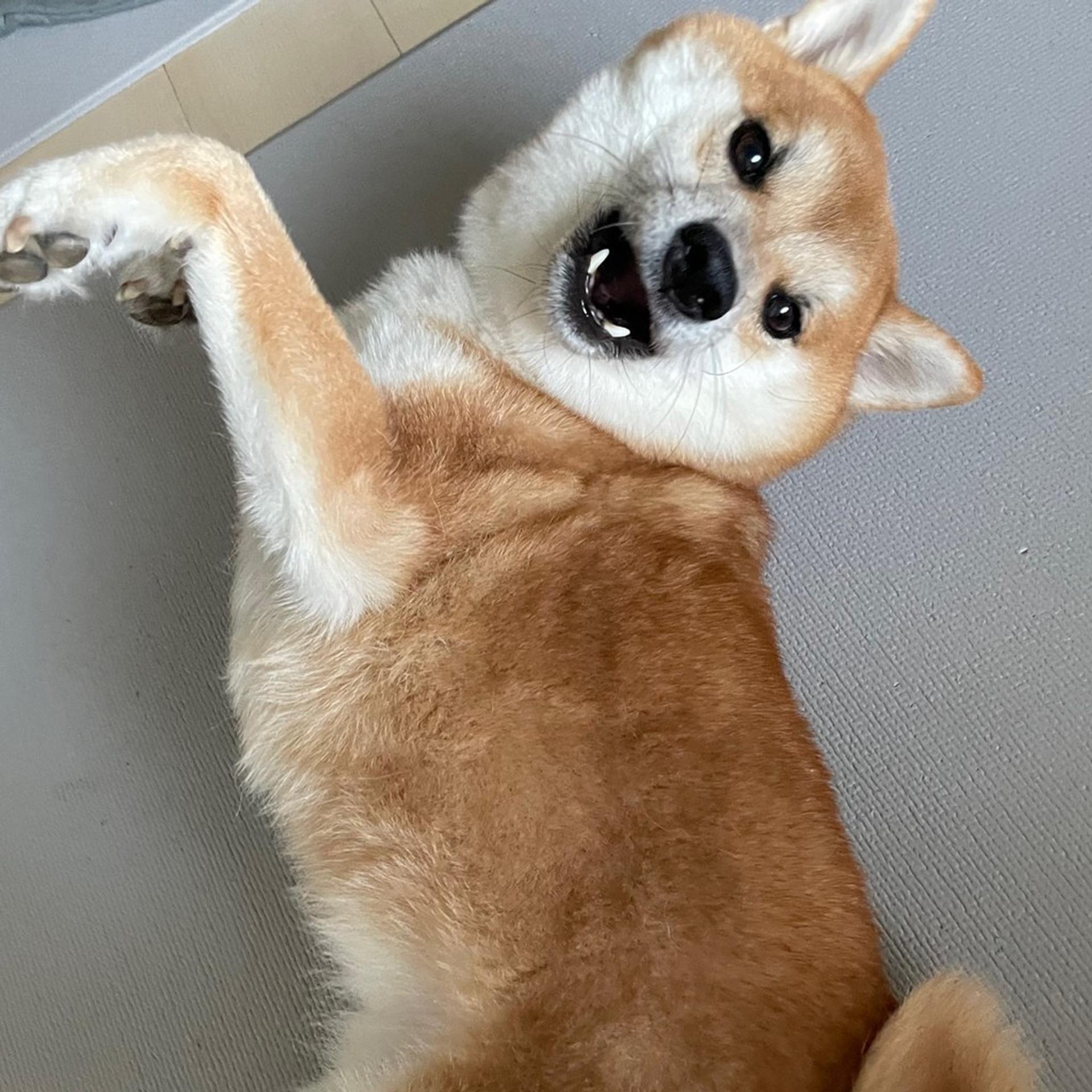 pet-image-7