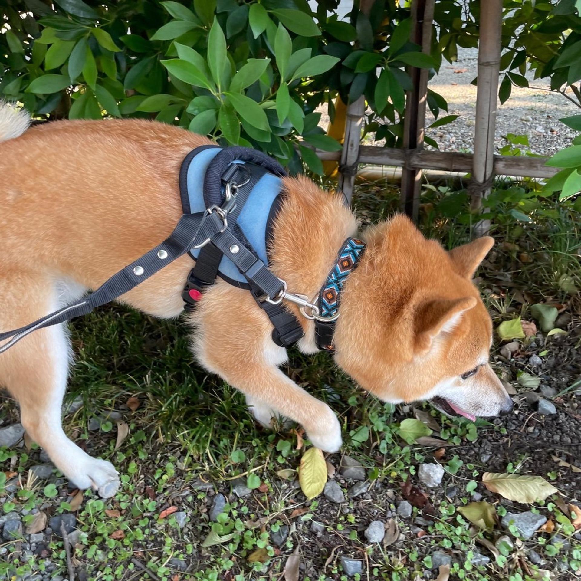 pet-image-8
