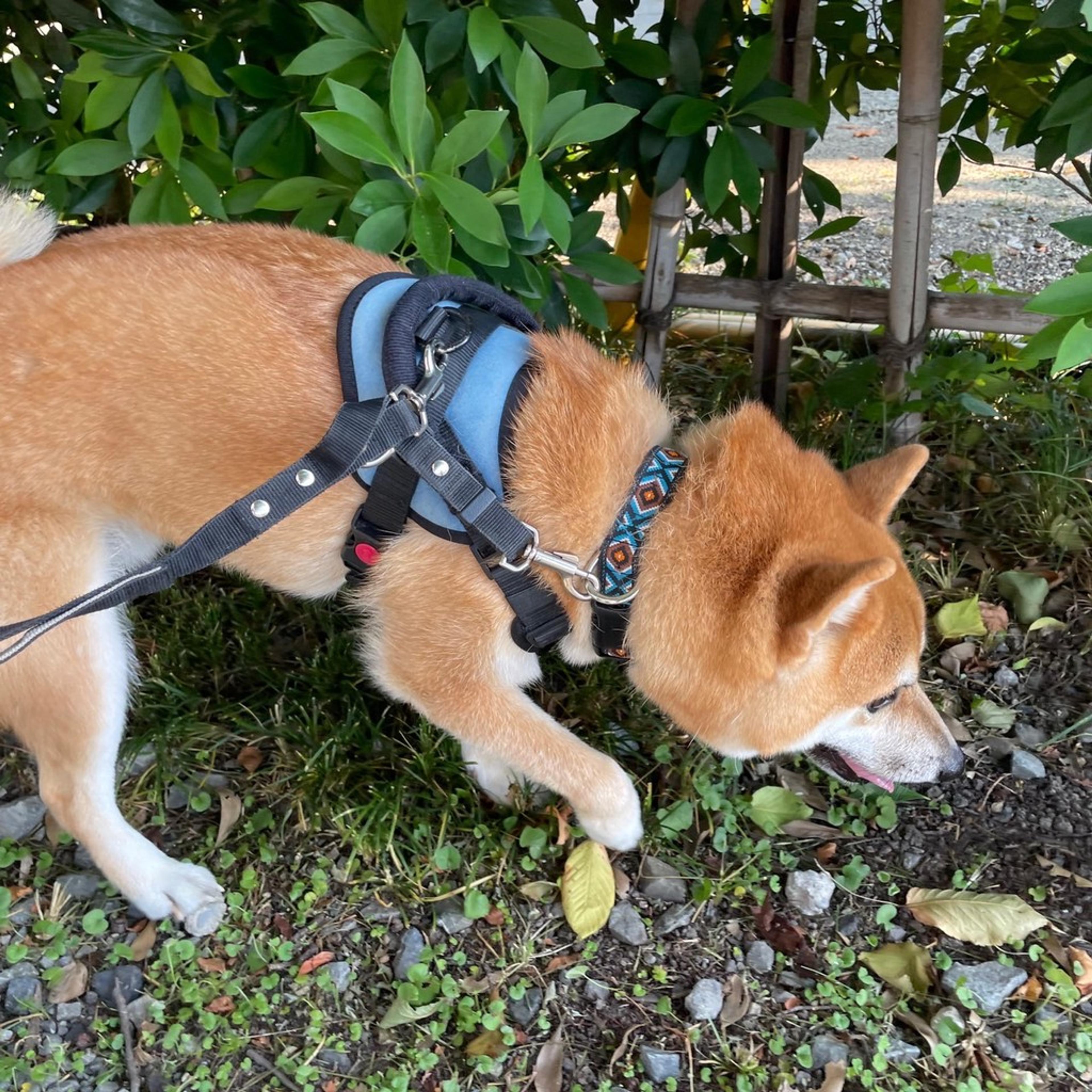 pet-image-8