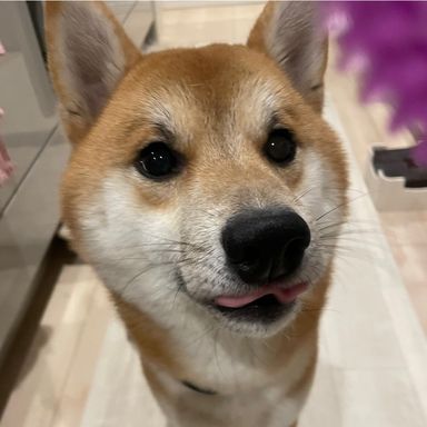 柴犬の男の子たいぞう君