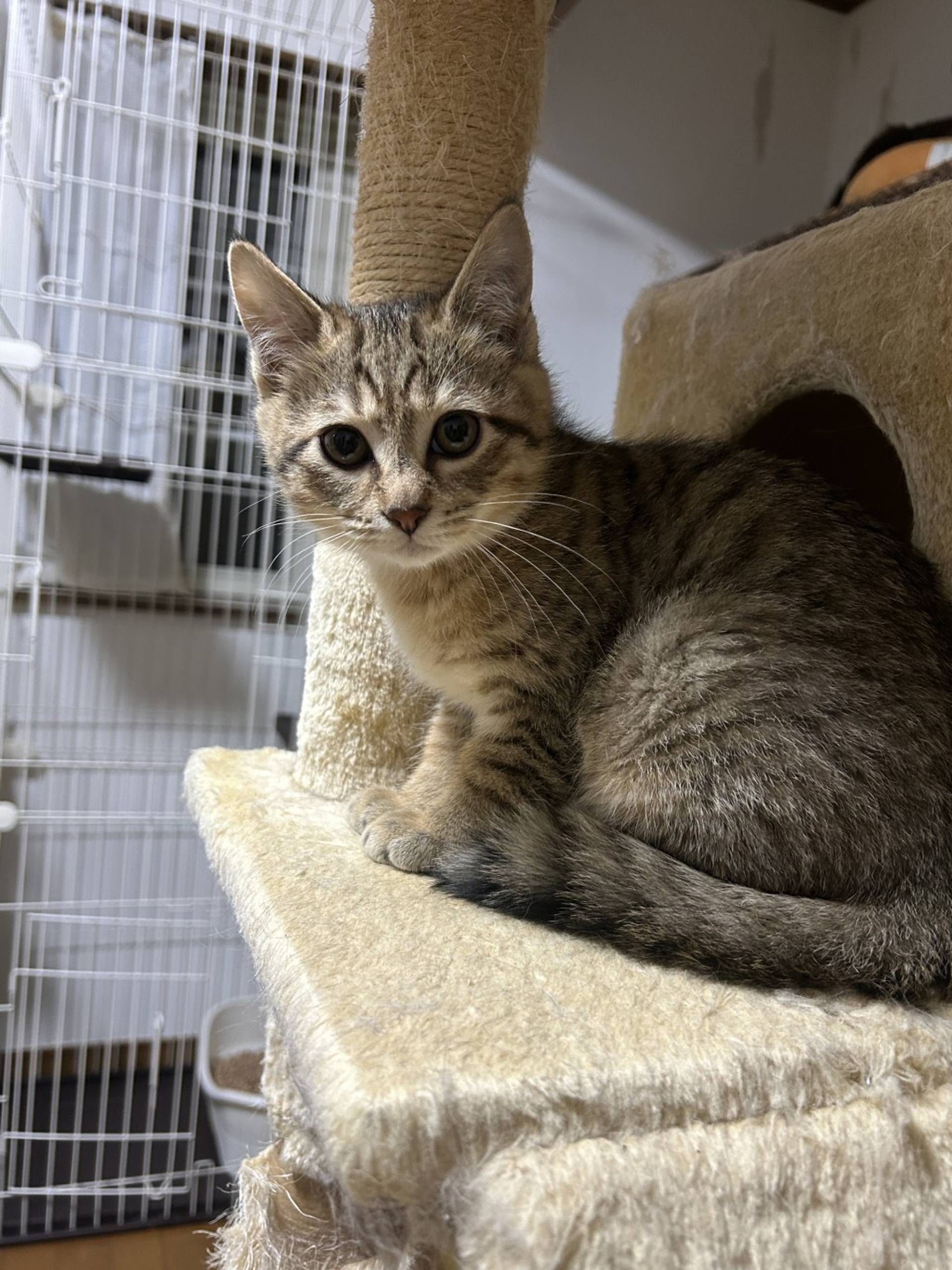 雑種（ミックス猫）・オスの里親募集の写真