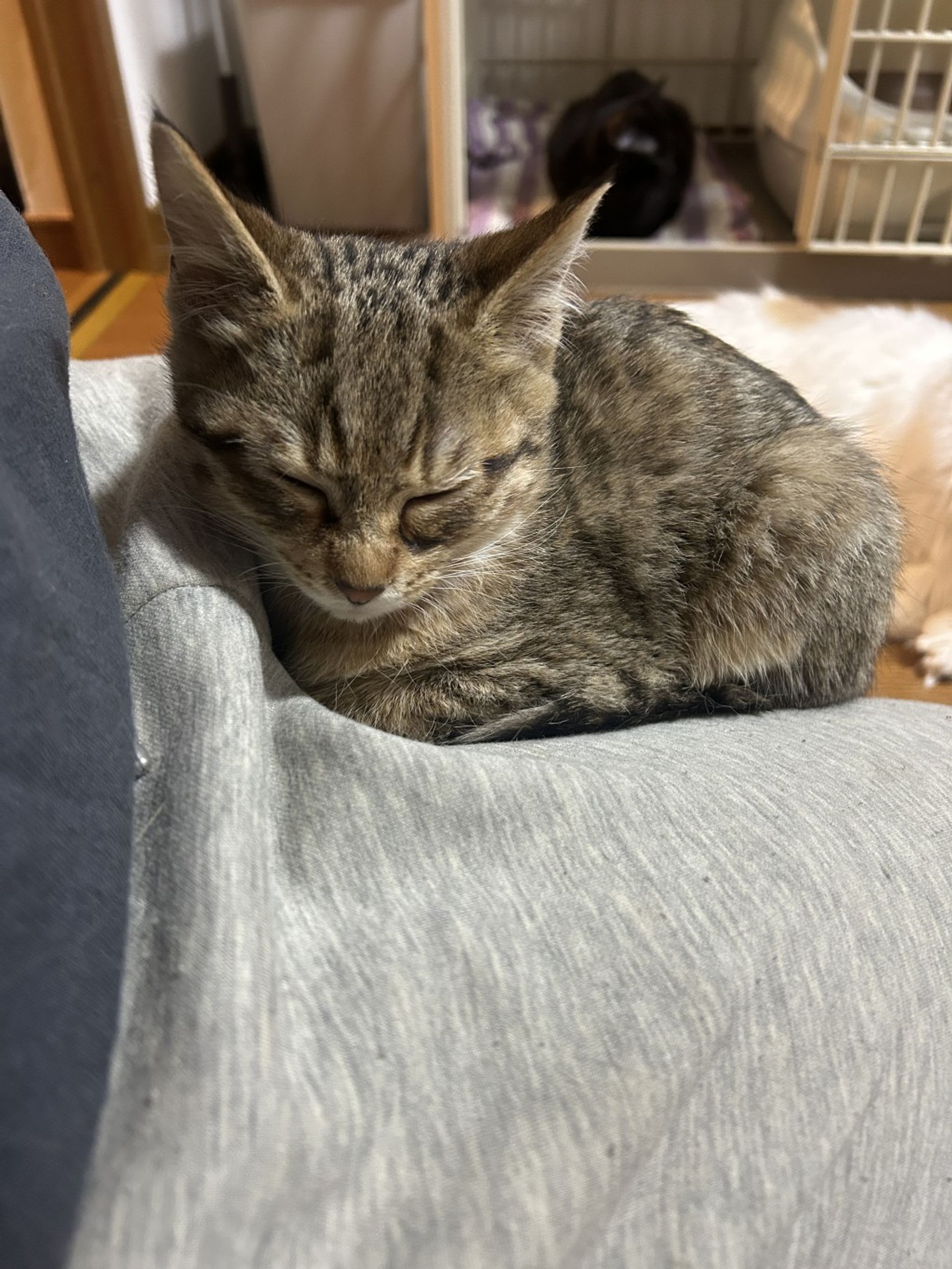 雑種（ミックス猫）・オスの里親募集の写真