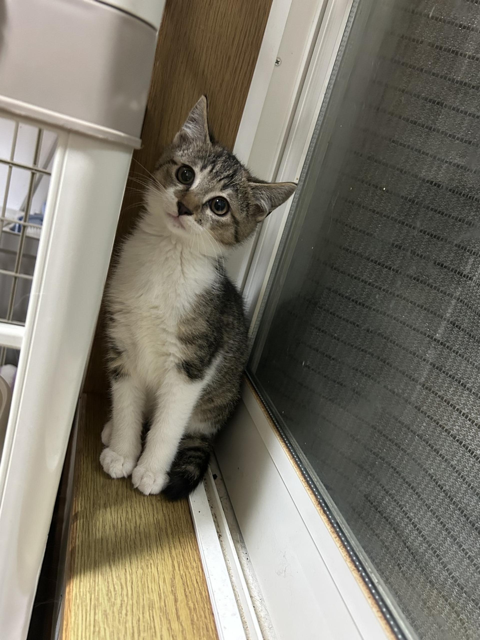 pet-image-4