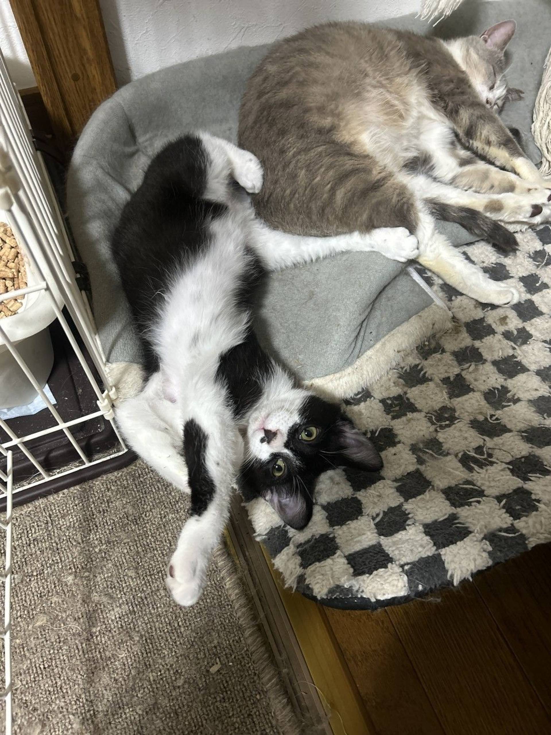 雑種（ミックス猫）・オスの里親募集の写真