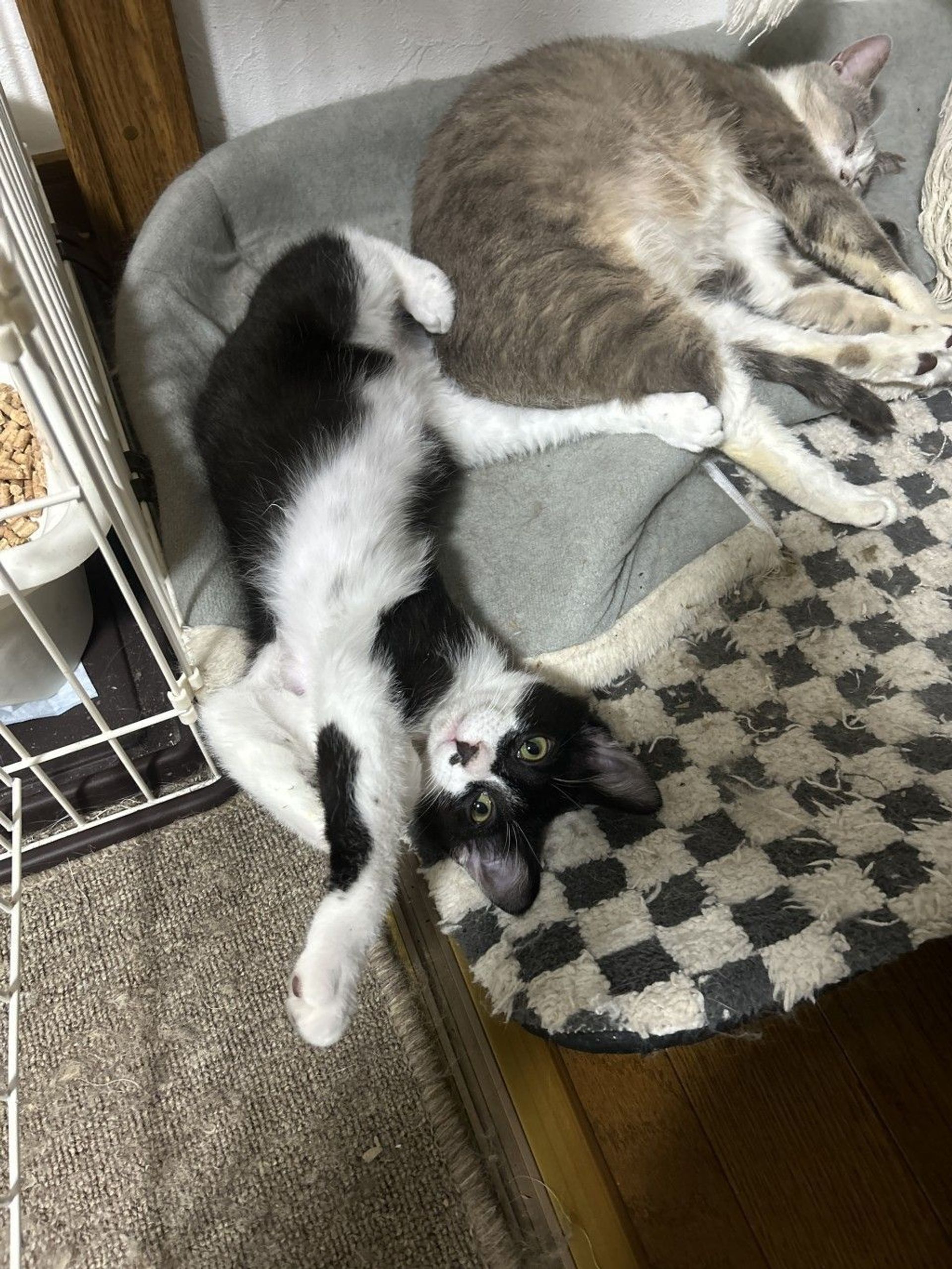 雑種（ミックス猫）・オスの里親募集の写真