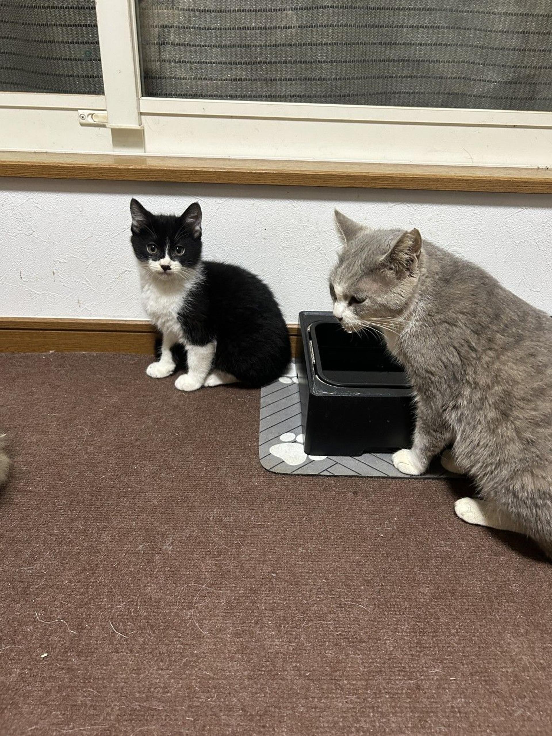 pet-image-2