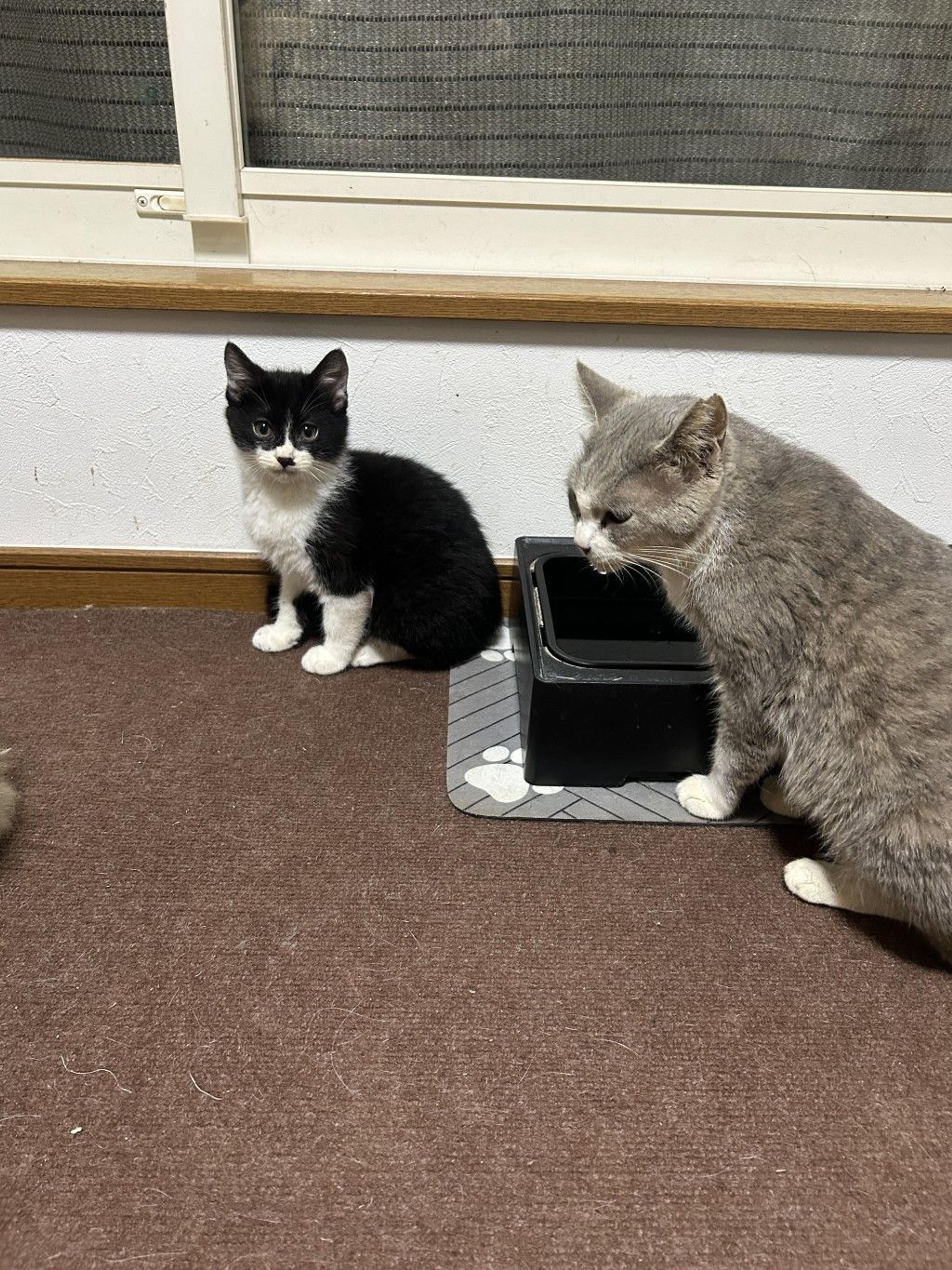 pet-image-2