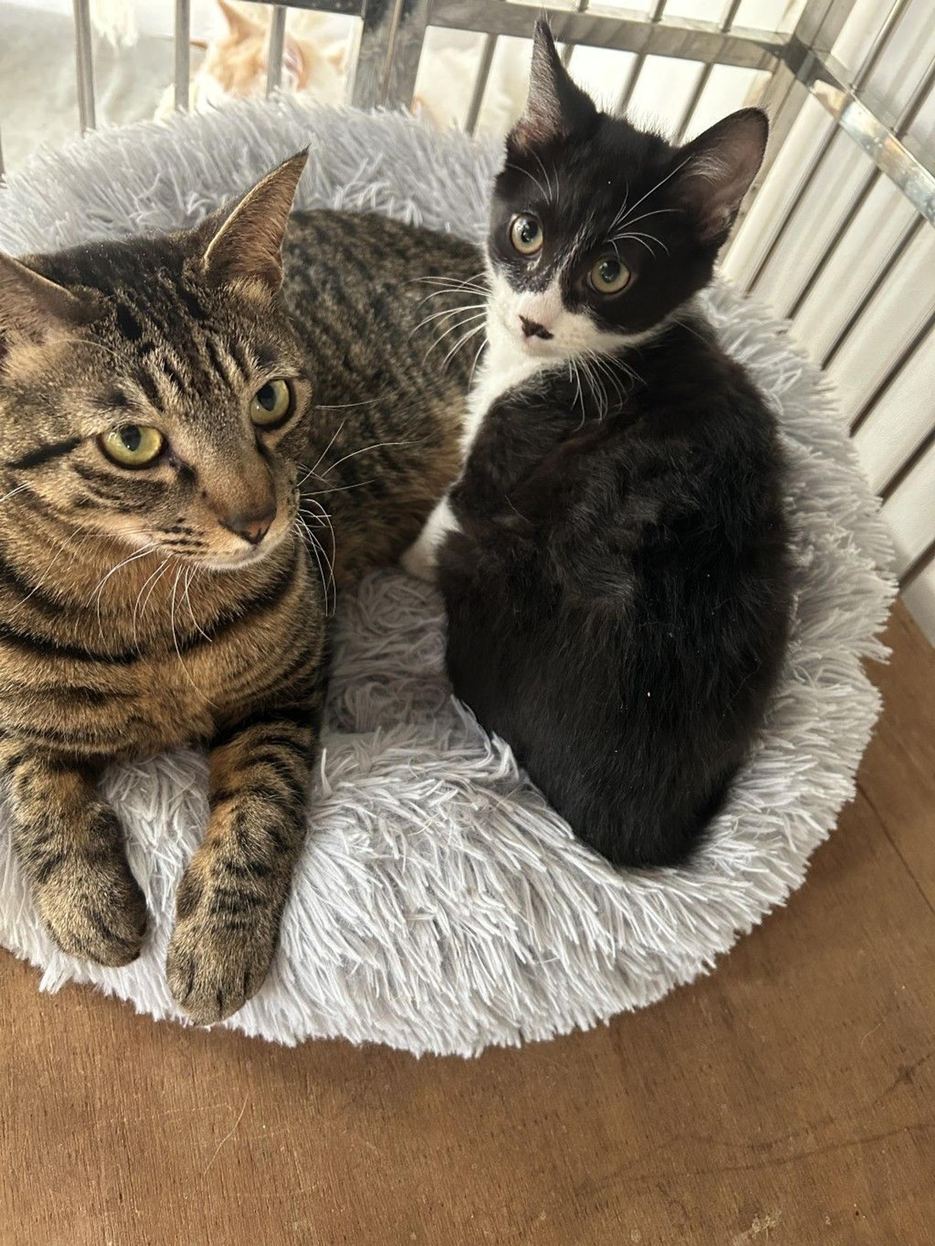 pet-image-3