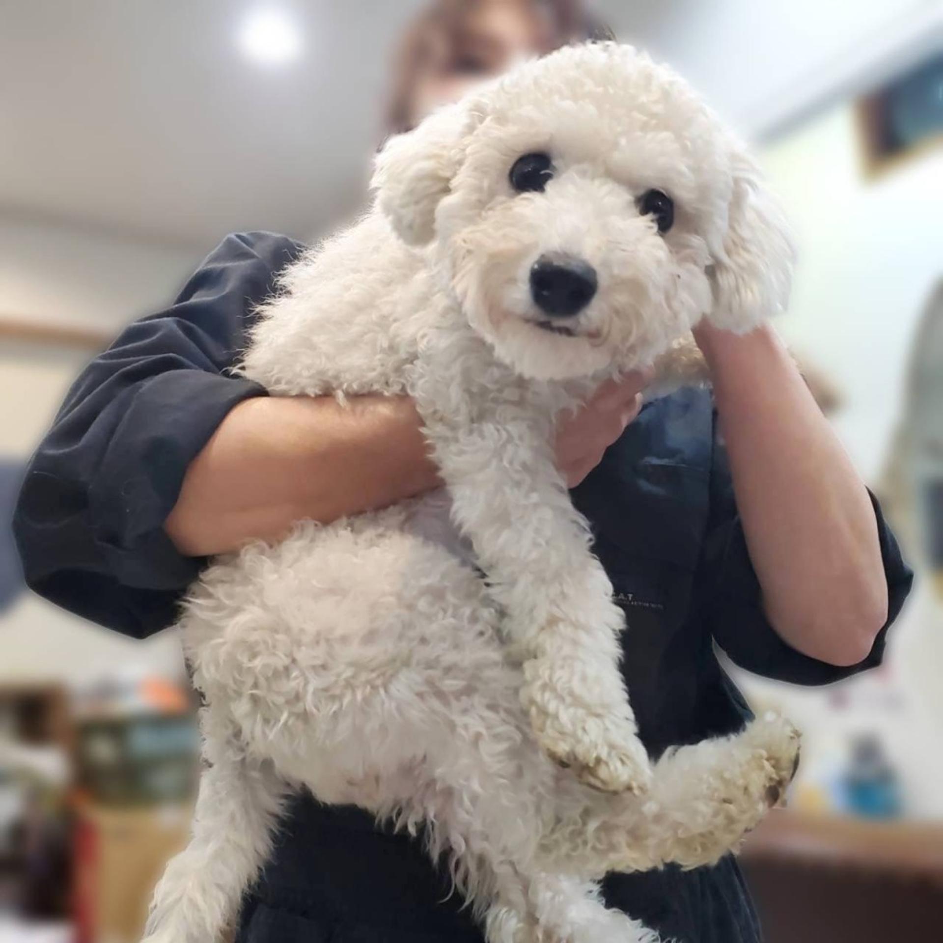 pet-image-2