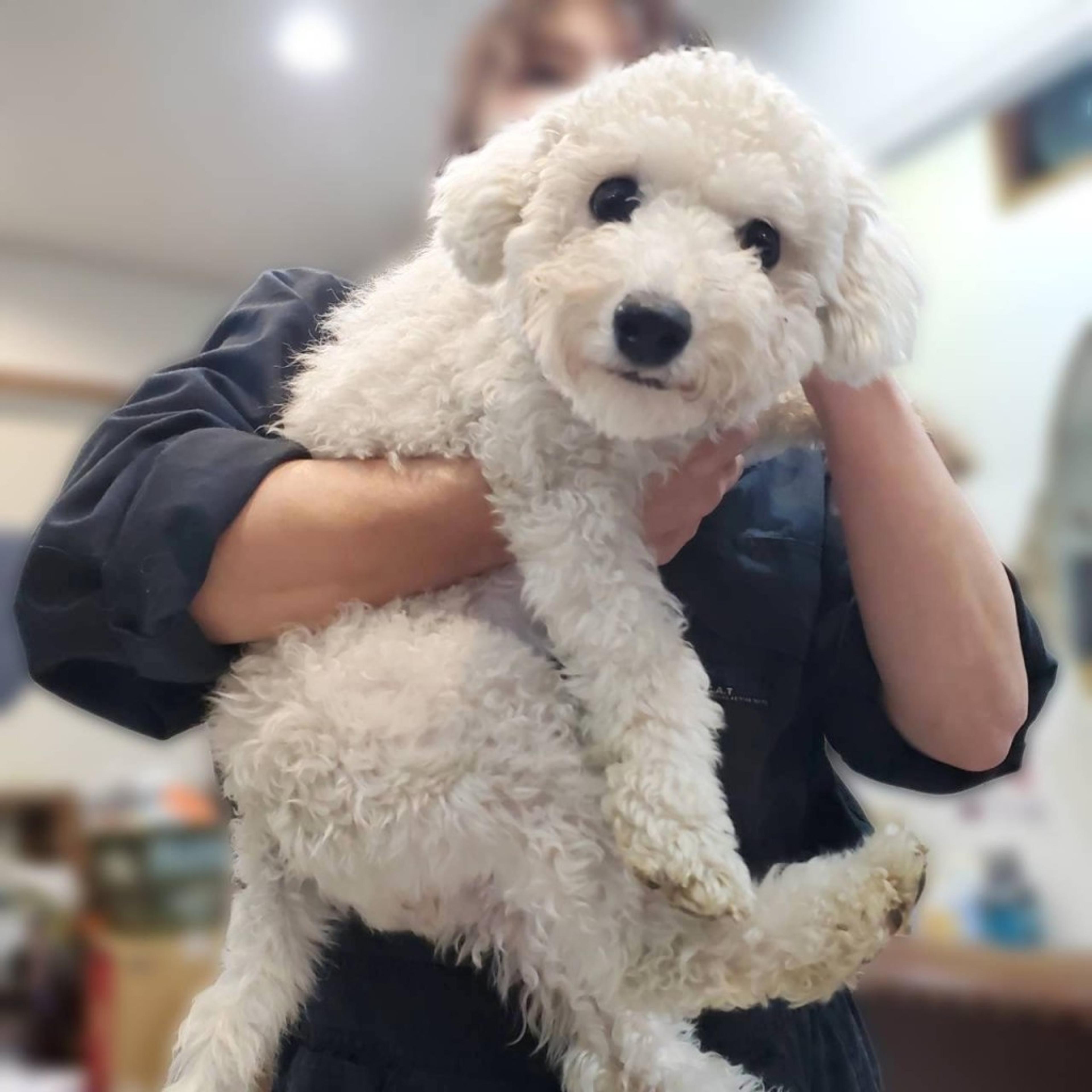 pet-image-2