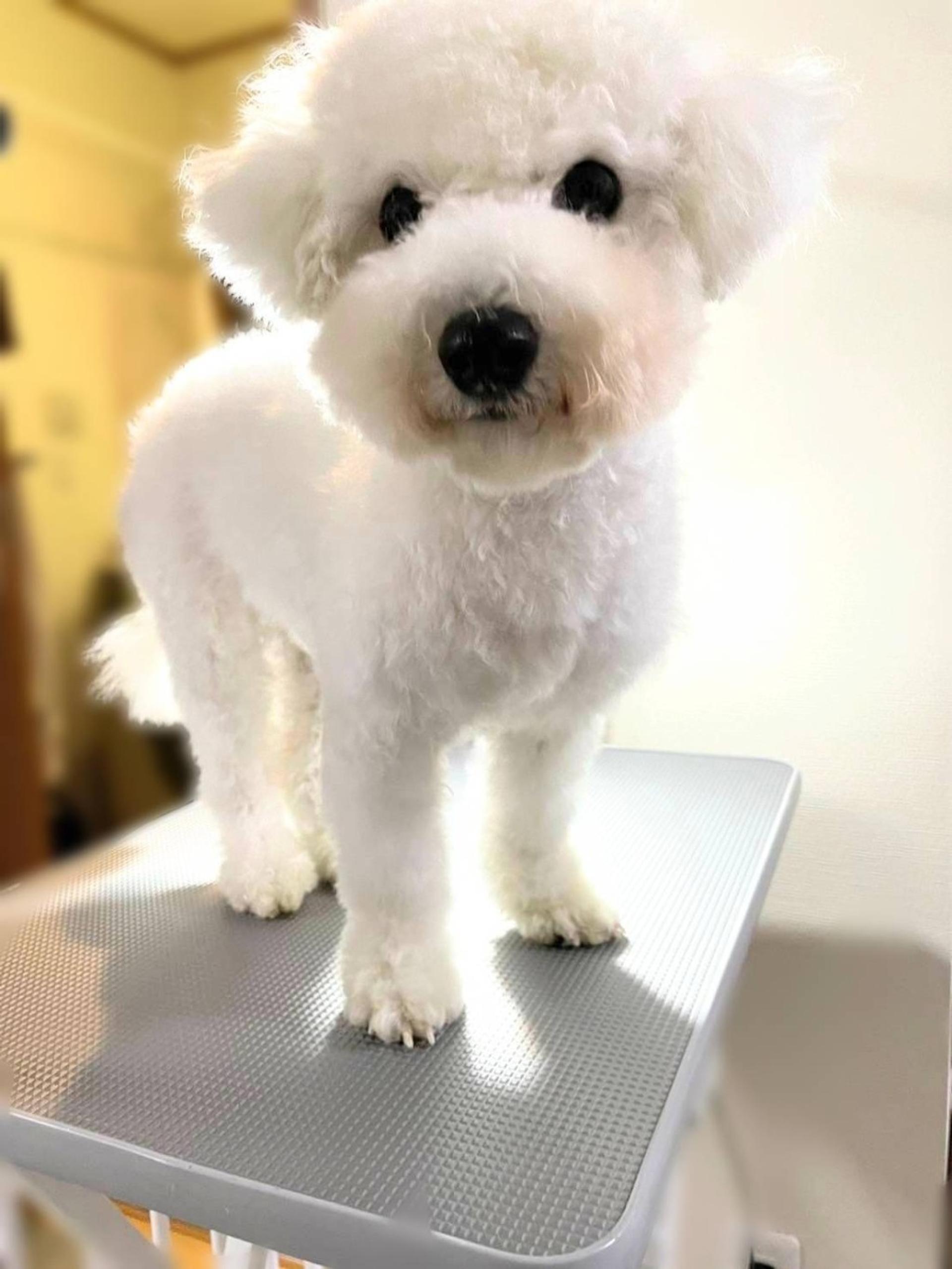 pet-image-3