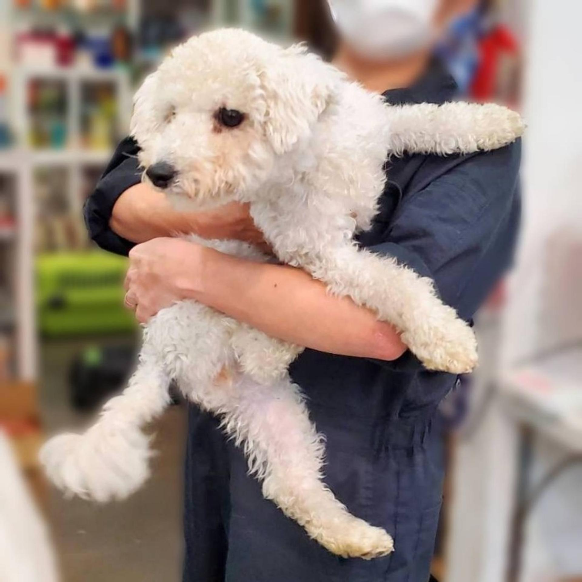 pet-image-4