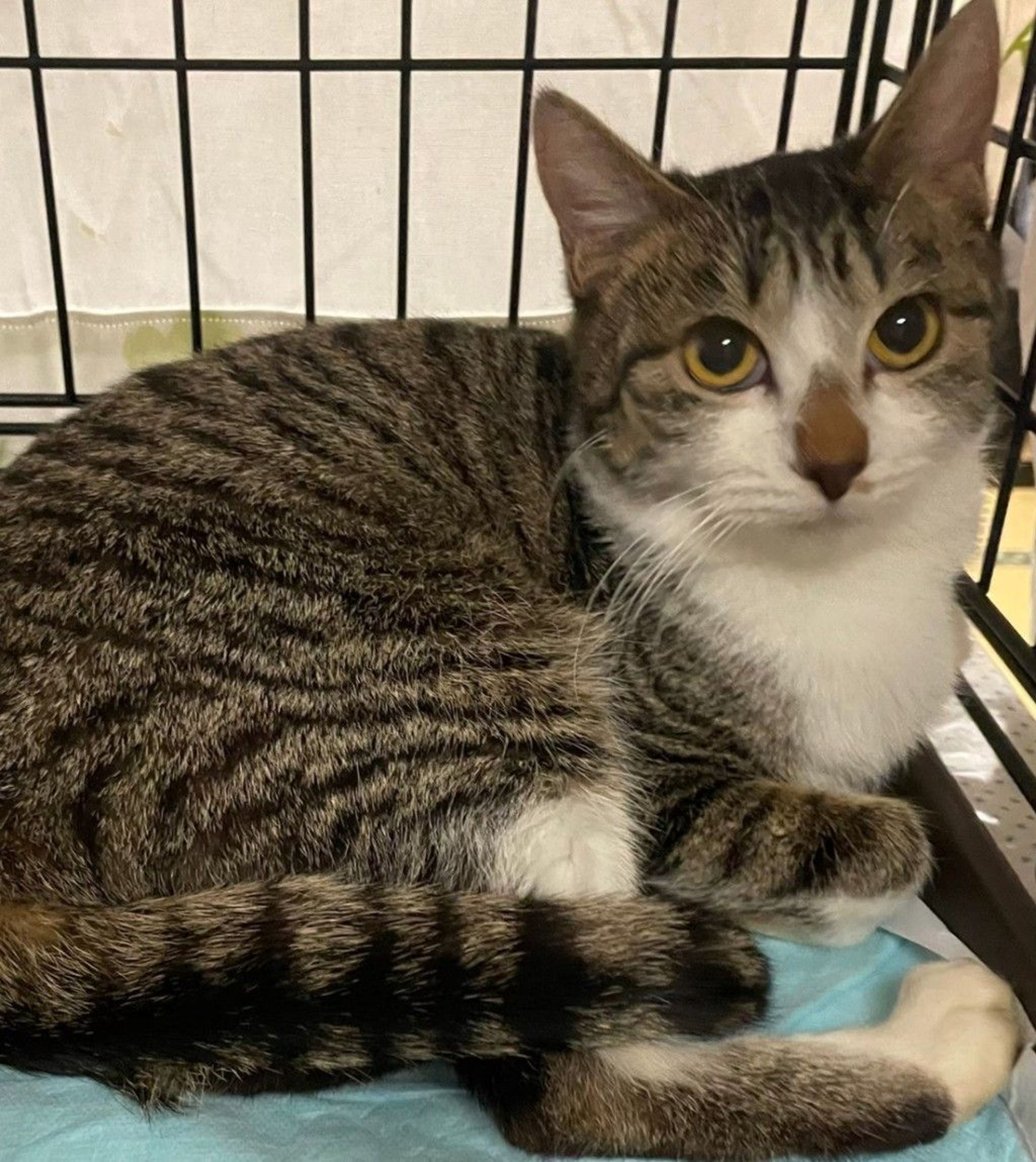 雑種（ミックス猫）・メスの里親募集の写真