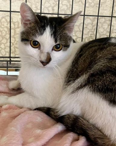 雑種（ミックス猫）・メスの里親募集の写真