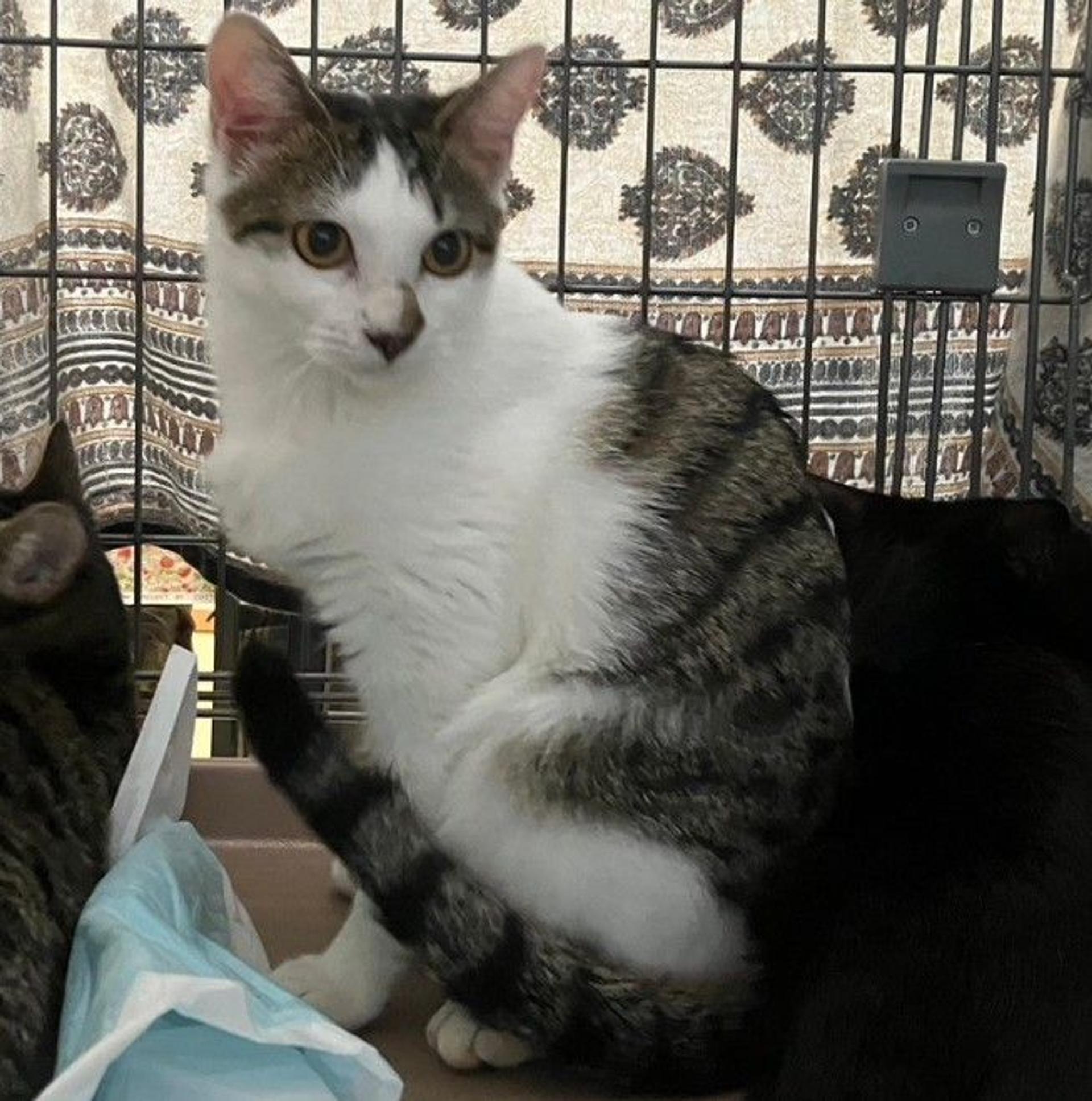 pet-image-2