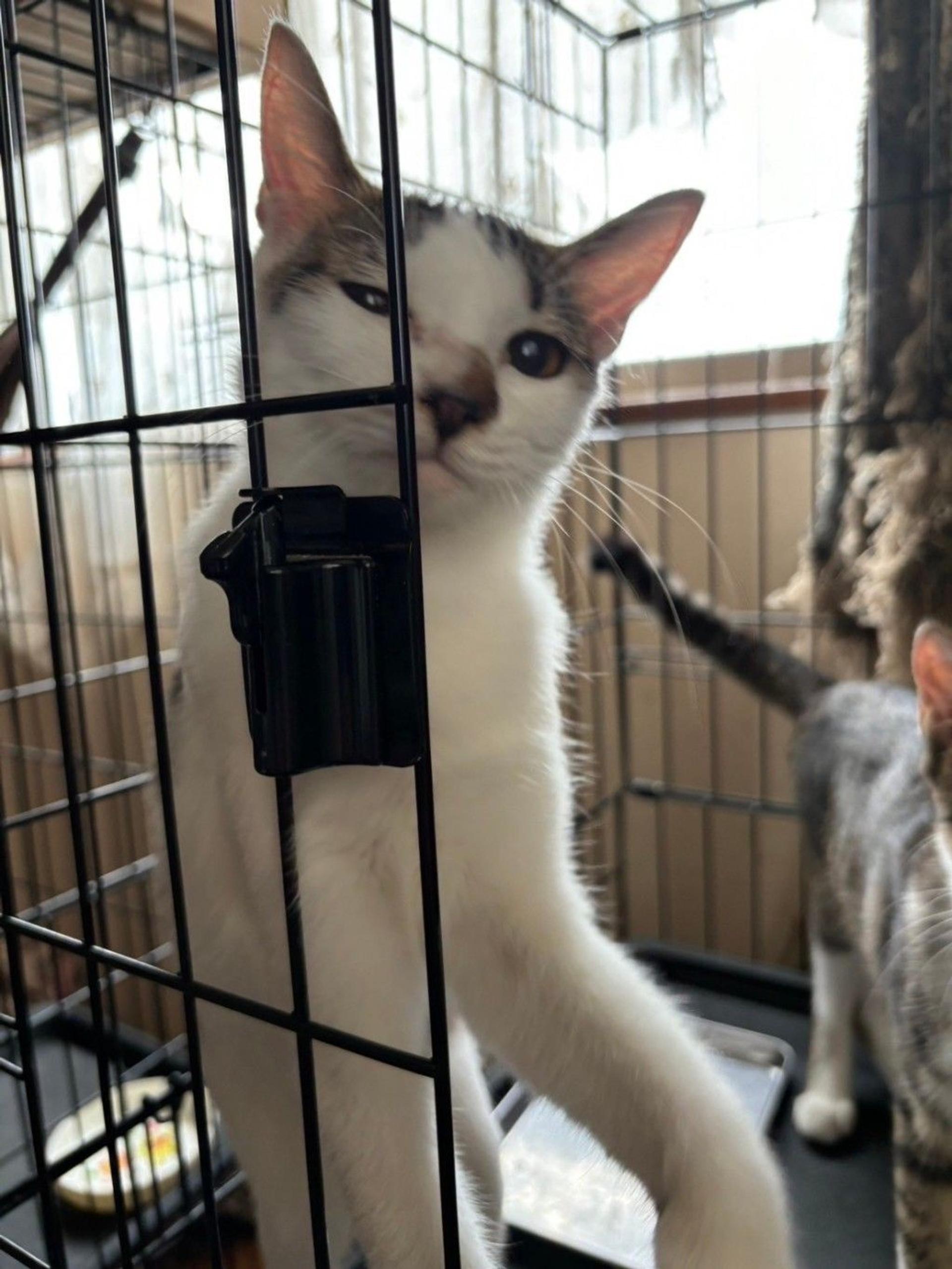 pet-image-3