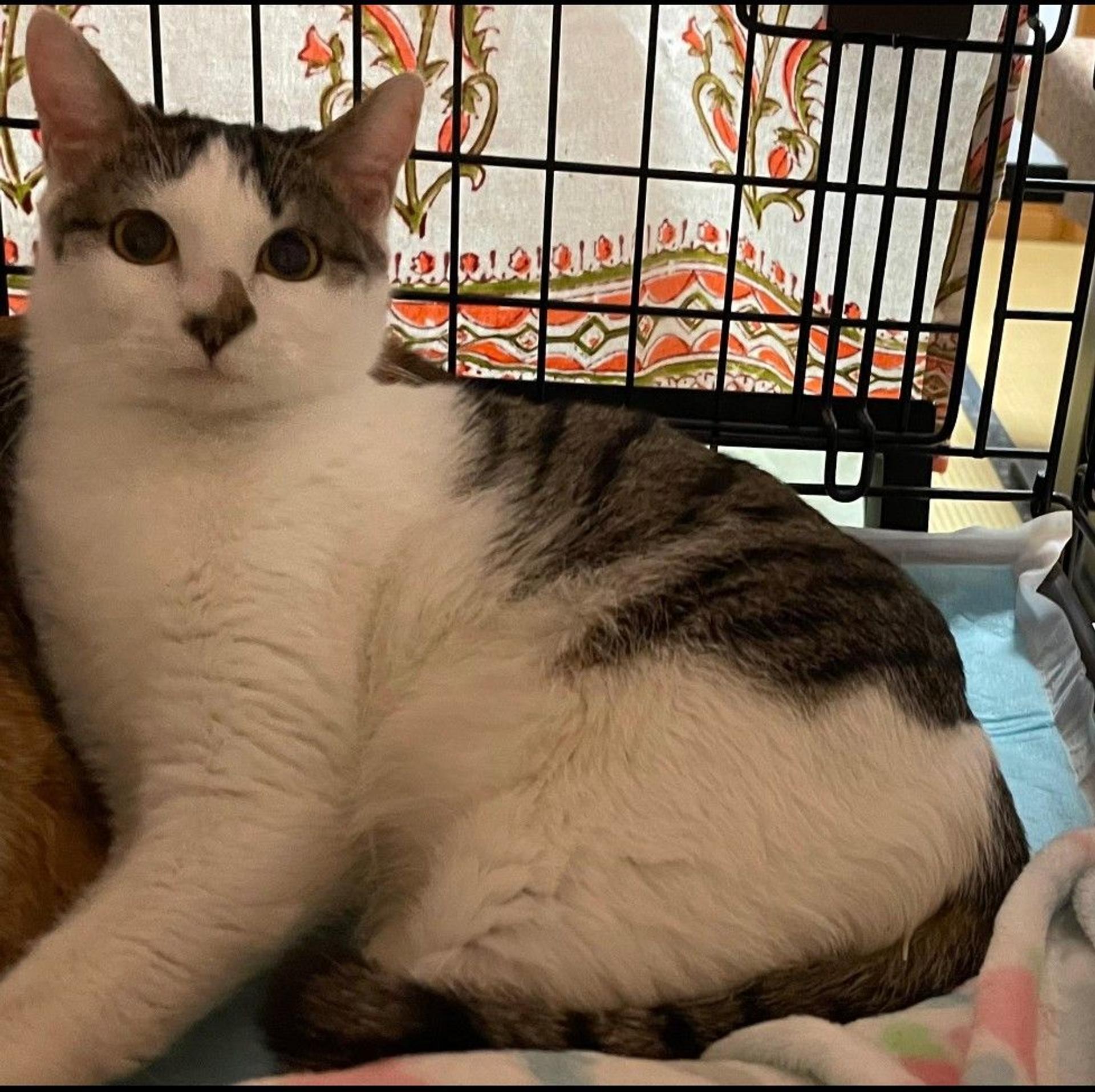 pet-image-4