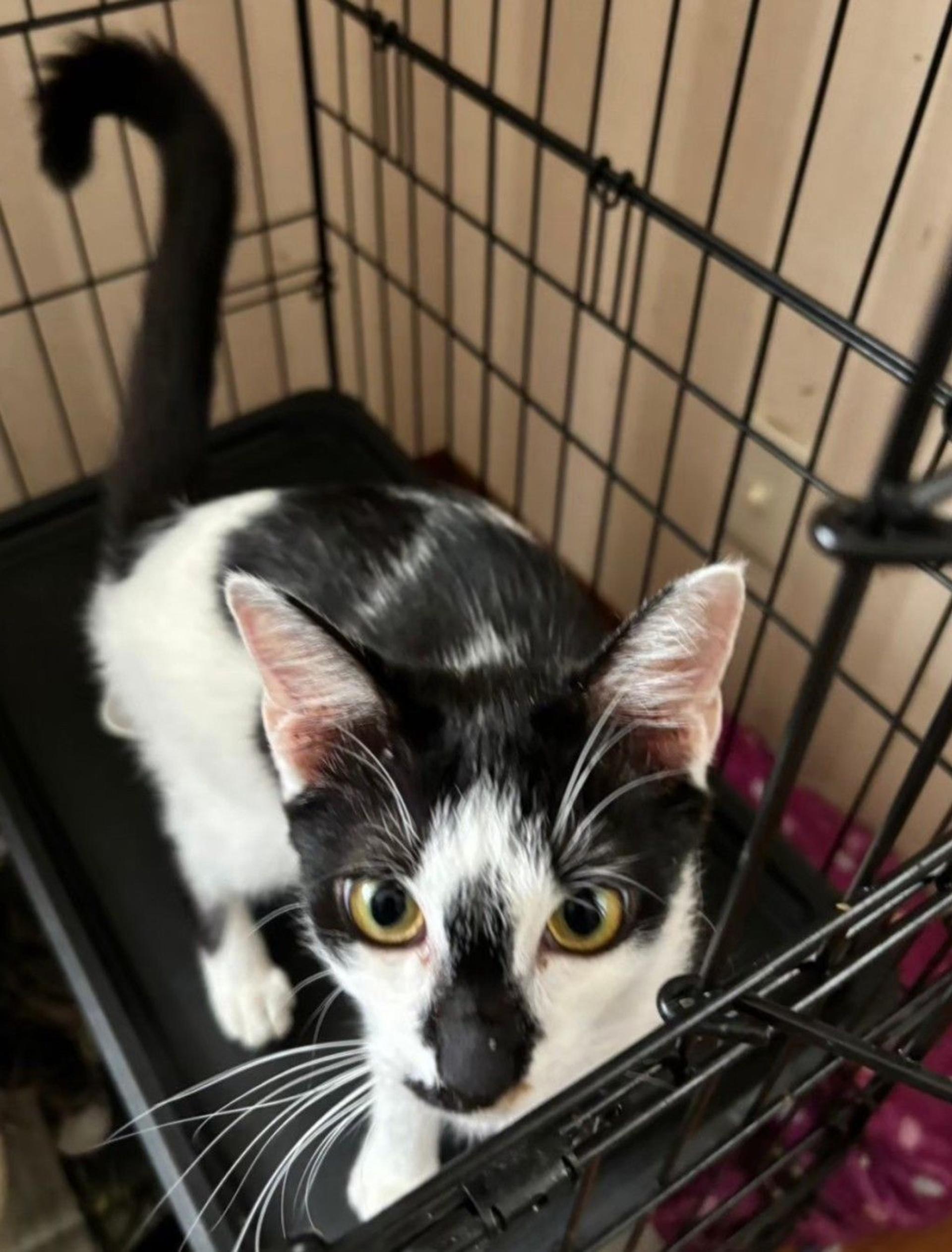 pet-image-2