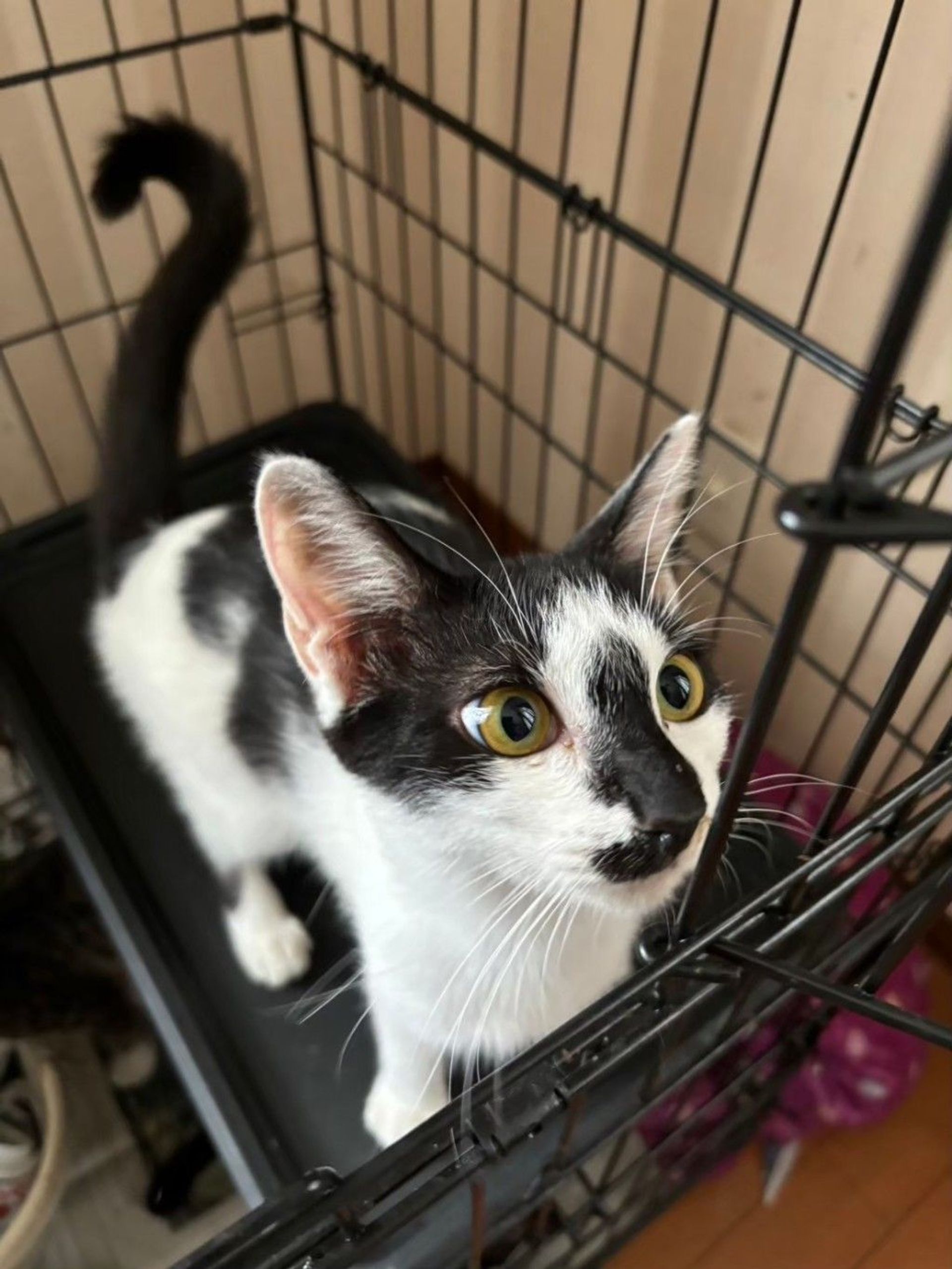 雑種（ミックス猫）・メスの里親募集の写真
