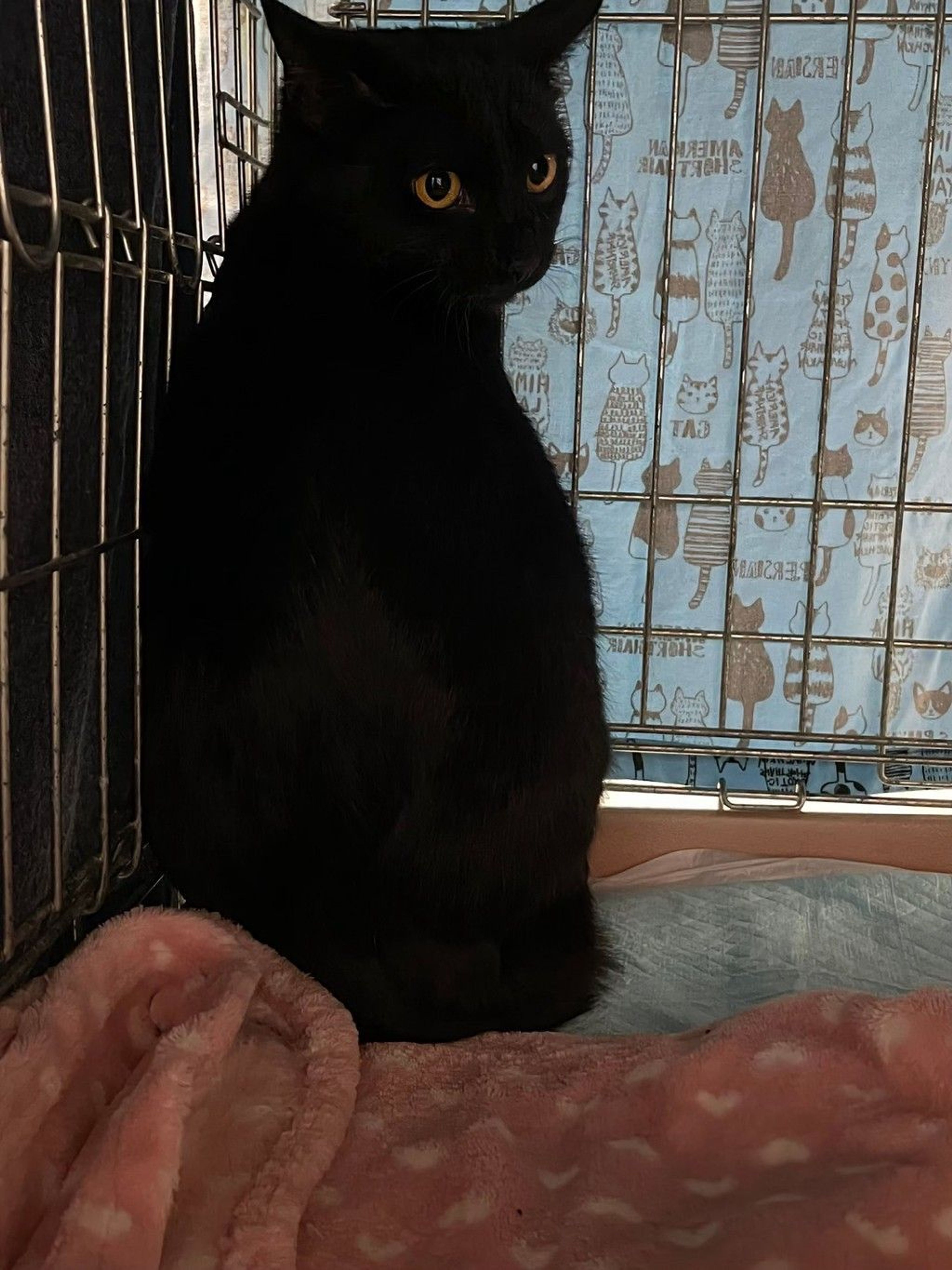 雑種（ミックス猫）・メスの里親募集の写真