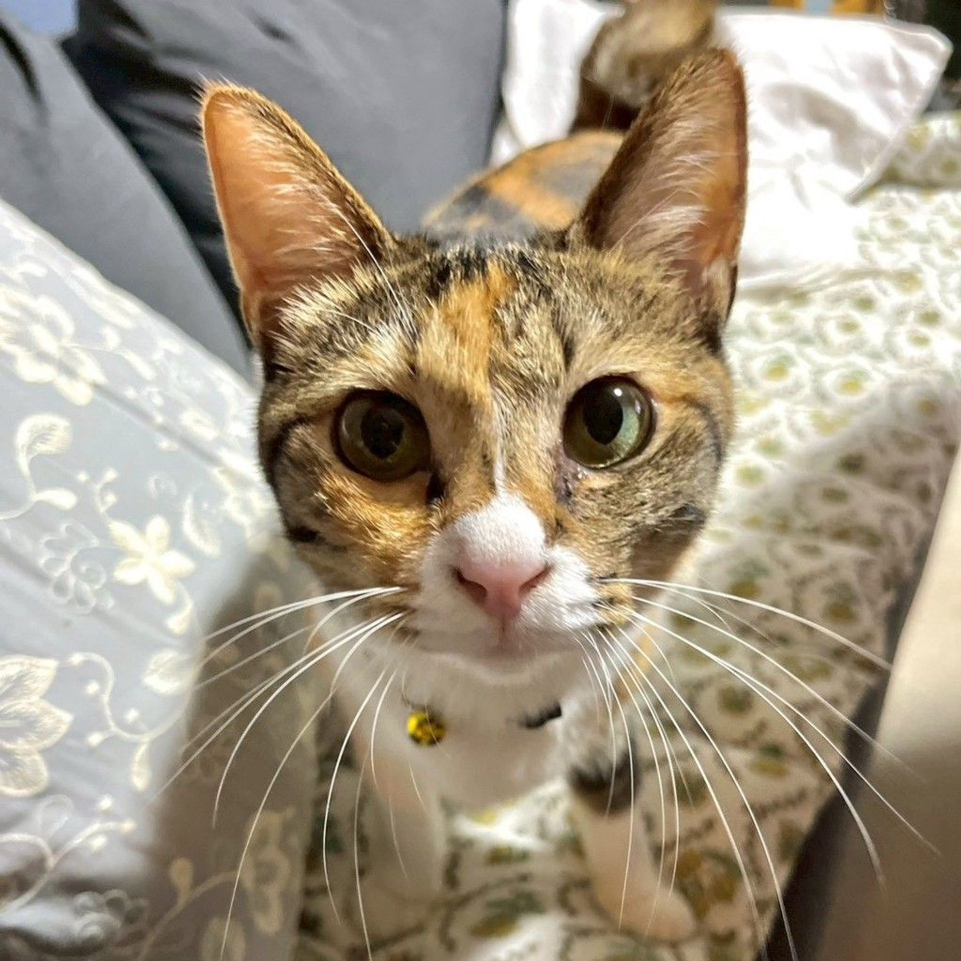雑種（ミックス猫）・メスの里親募集の写真