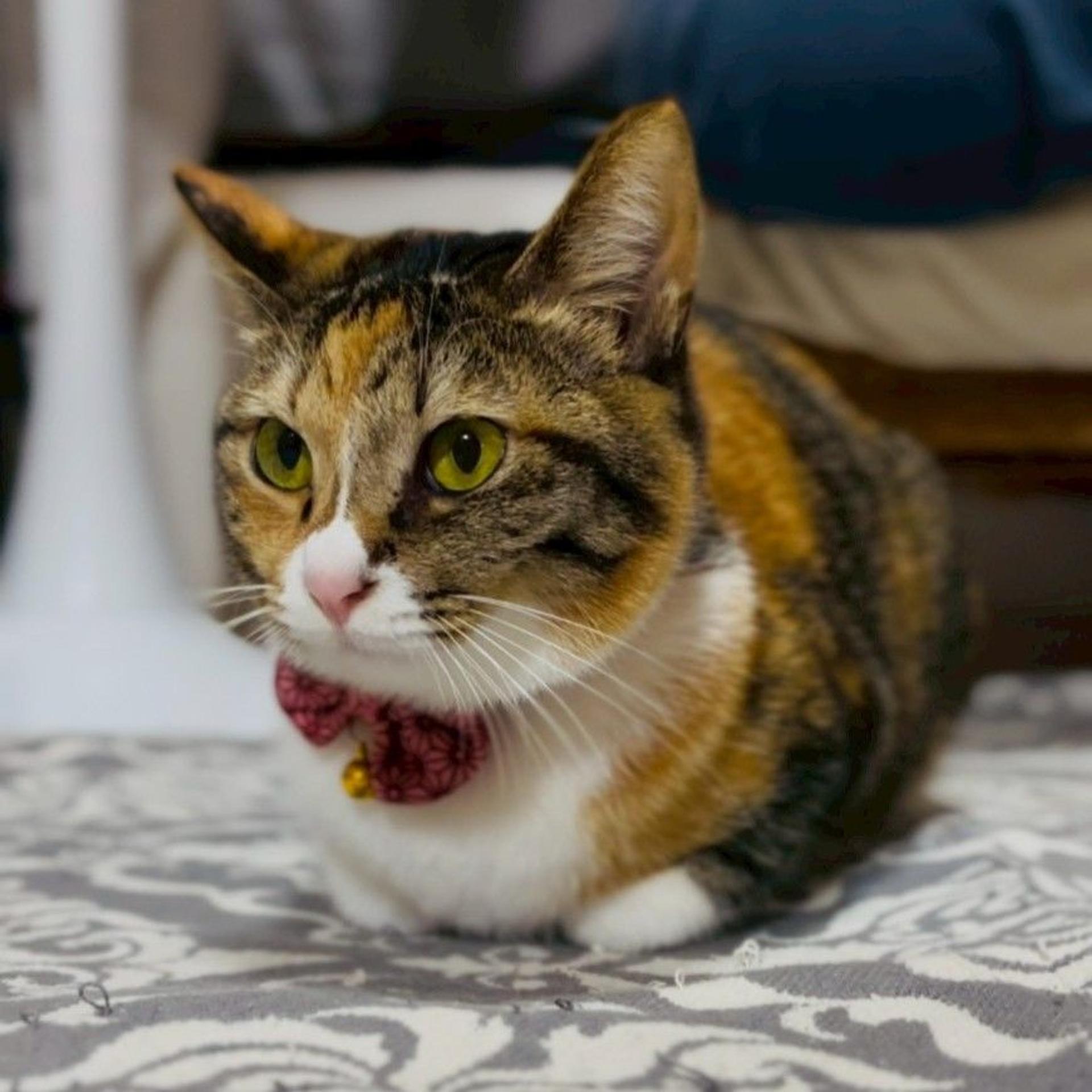 pet-image-5