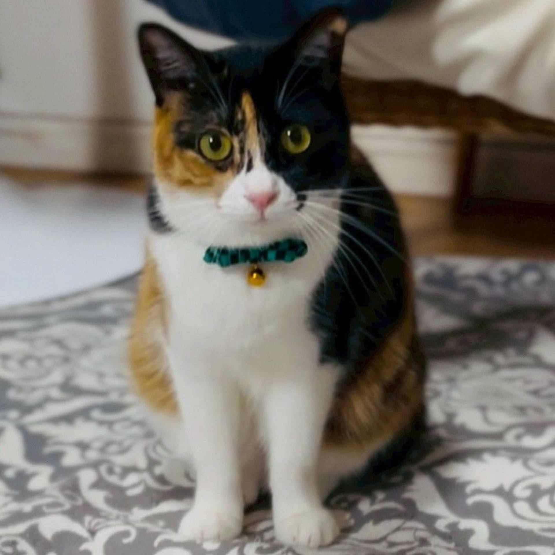 雑種（ミックス猫）・メスの里親募集の写真