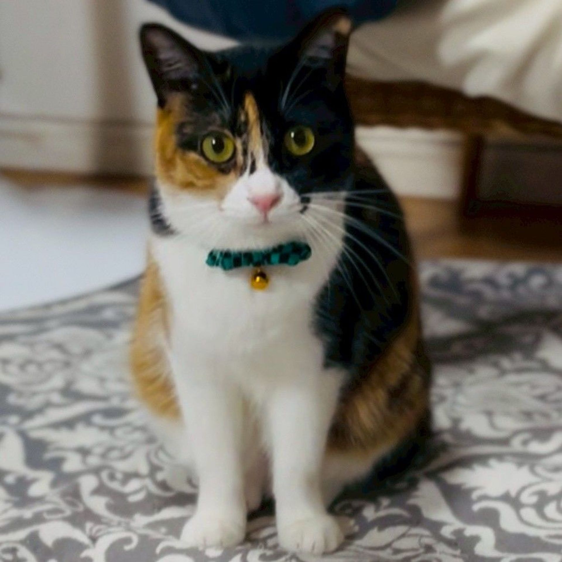 雑種（ミックス猫）・メスの里親募集の写真