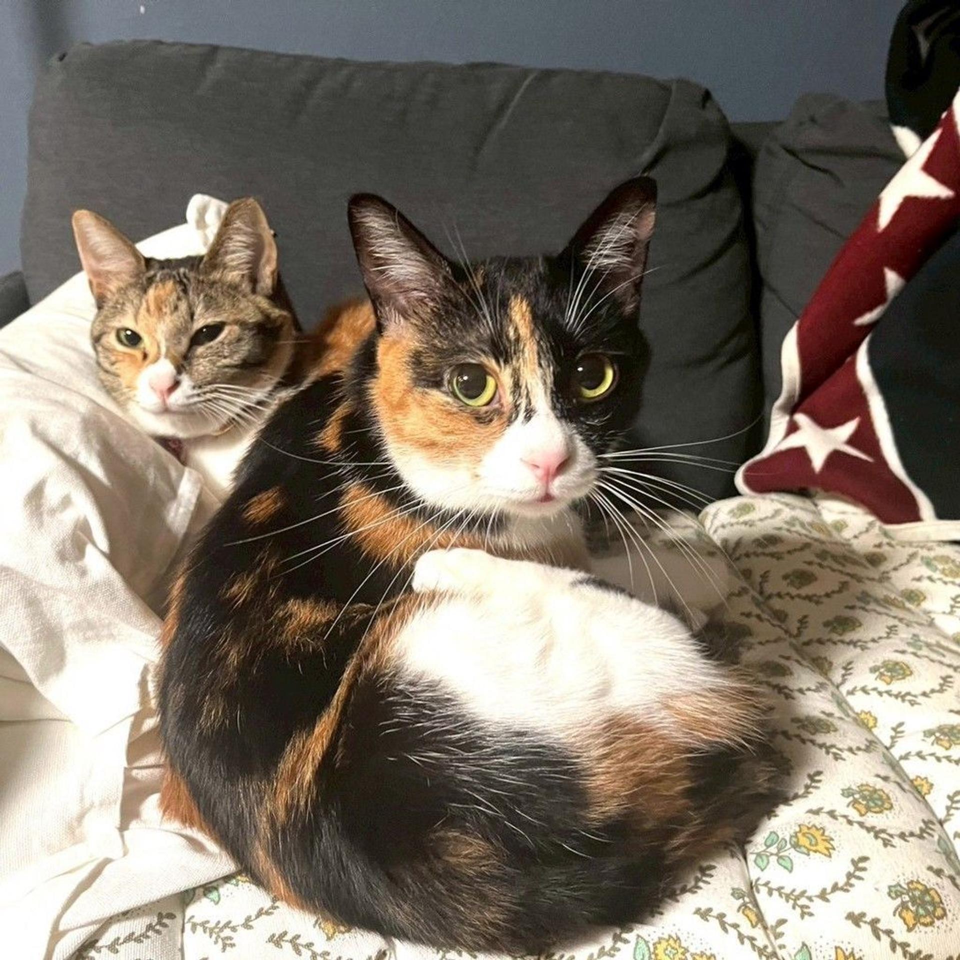 pet-image-3